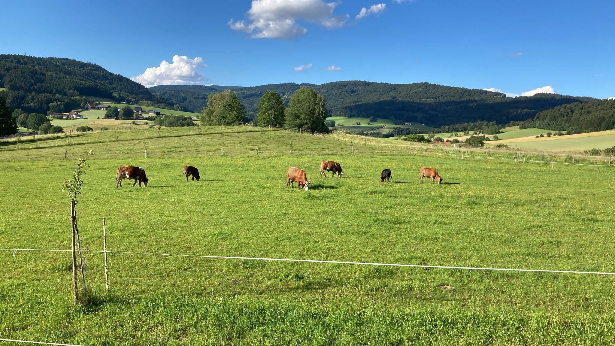 Abholtag Bio-Rindfleisch-Pakete von der Angus-Färse