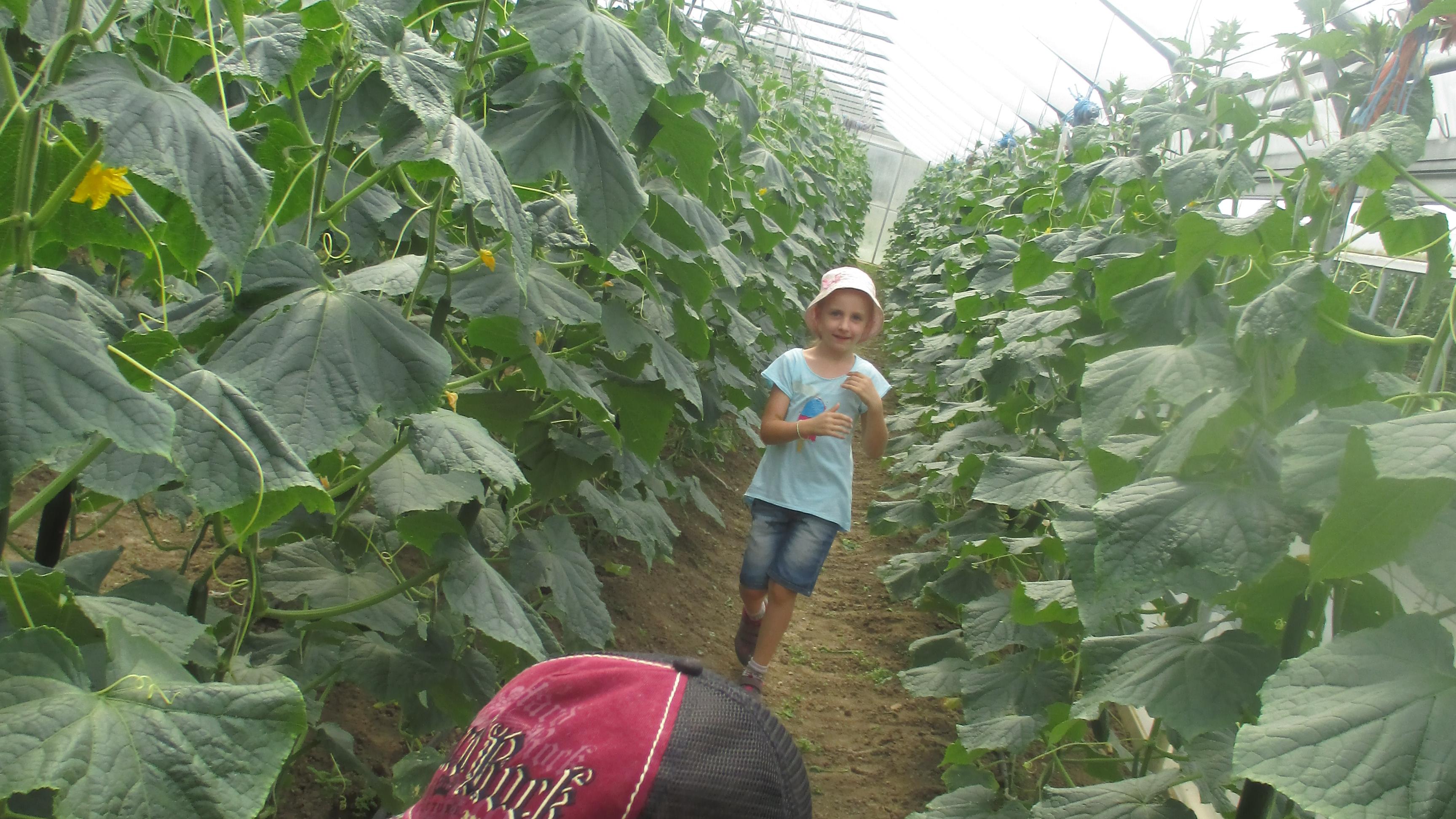 Beeren- & Gemüsehof Karl Brandl