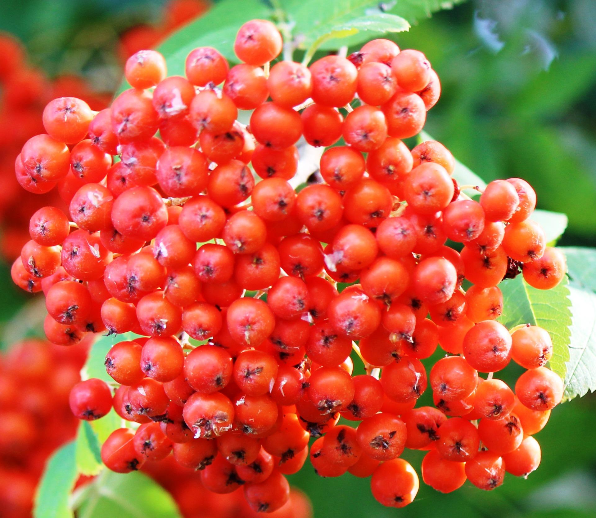 Die roten Früchte der Eberesche, auch Vogelbeeren genannt, sind tatsächlich gar nicht giftig und waren früher auch ein Heilmittel gegen Skorbut.