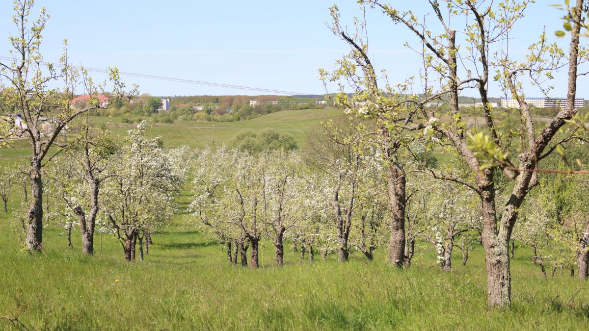 Ciderwirtschaft