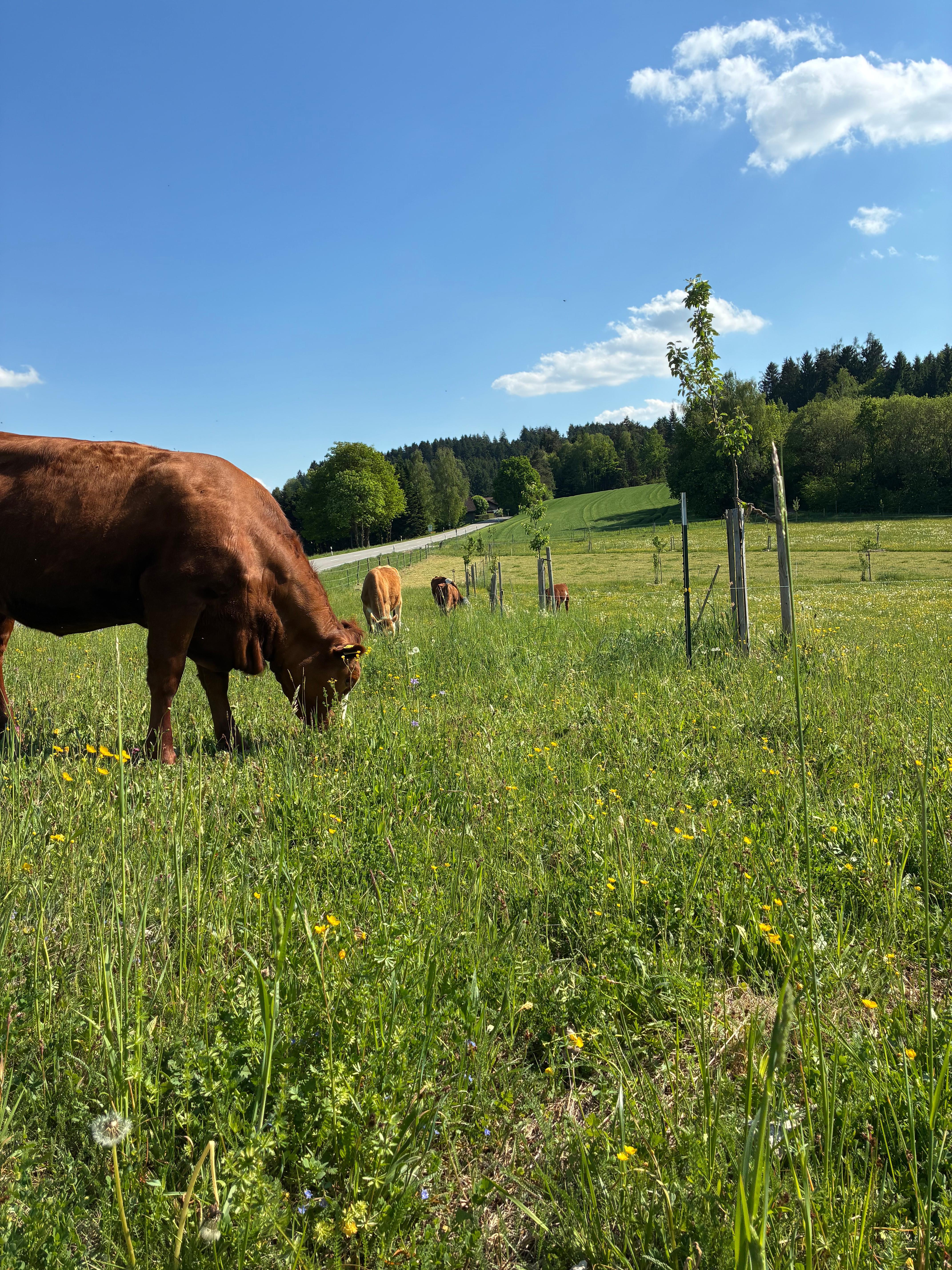 Rind auf dem Bioland-Hof der Familie Dirigl