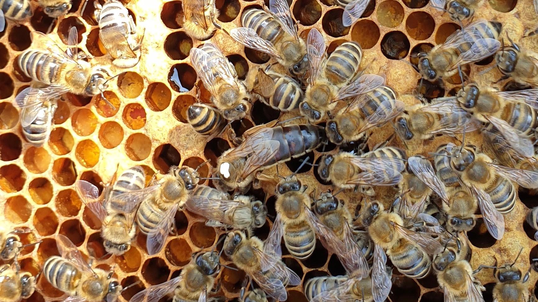 Imkerei Bienen-leben-in-Bamberg.de