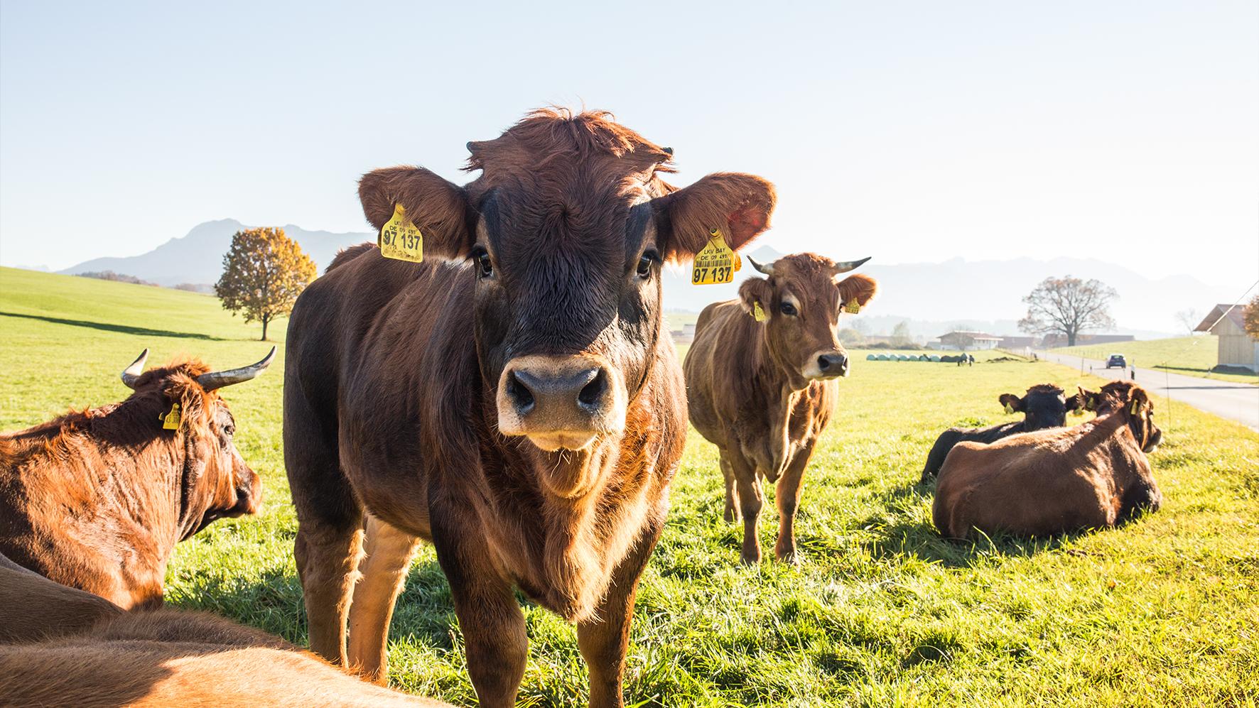 Bestes vom Murnau Werdenfelser Rind