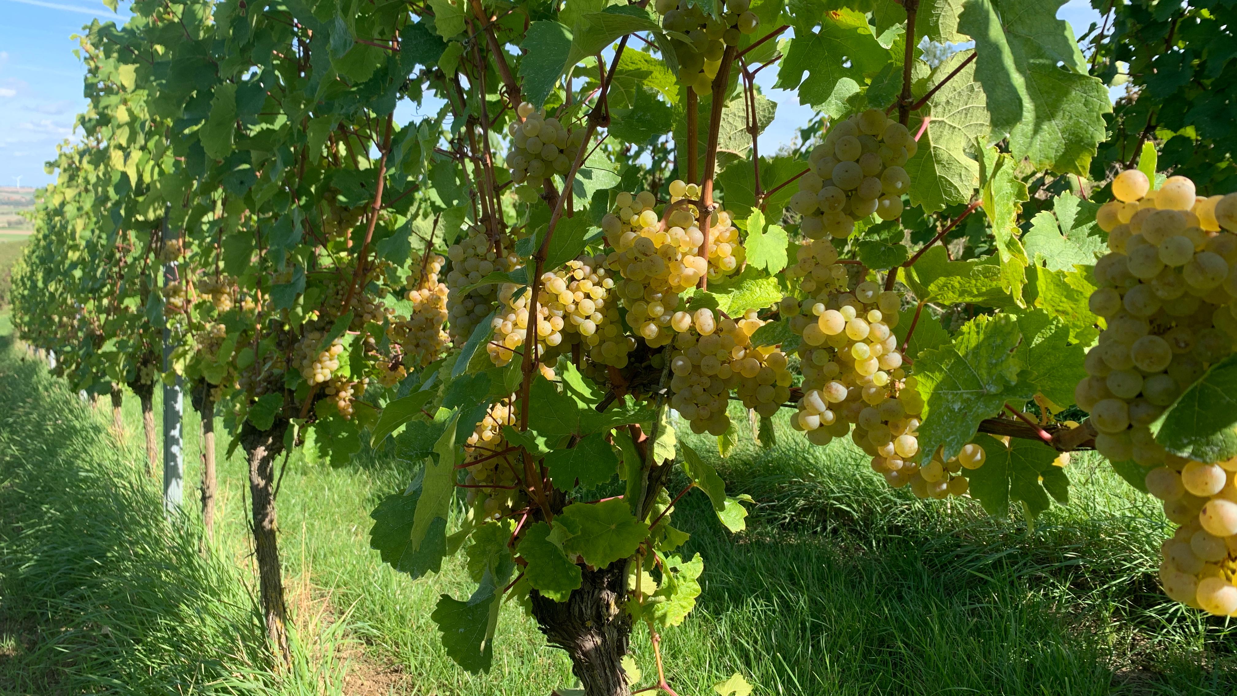 Weingut Steinmühle