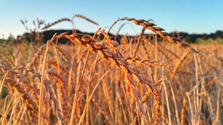 Bio-Kräuterhof Schedel