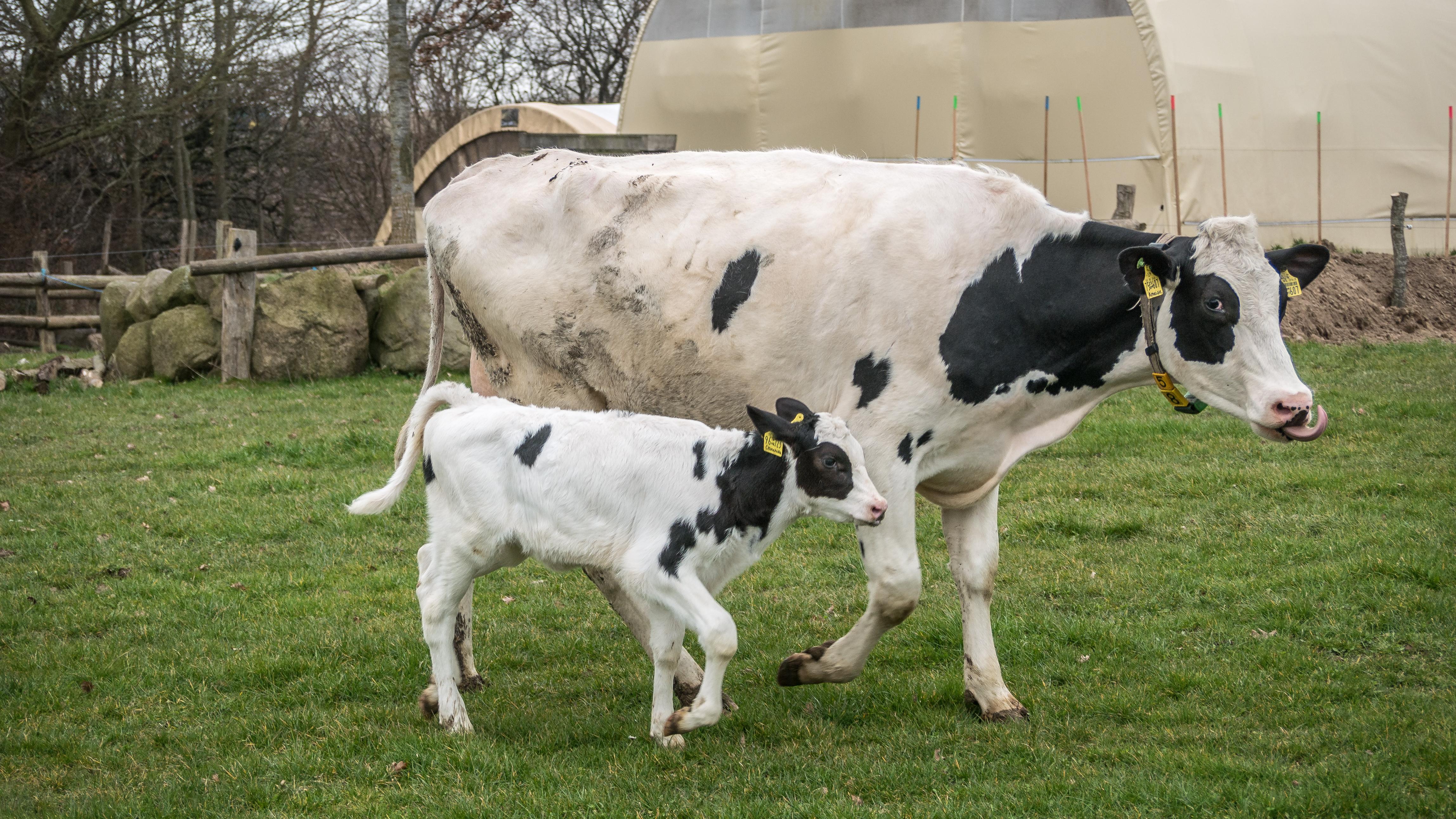 Rieckens Landmilch