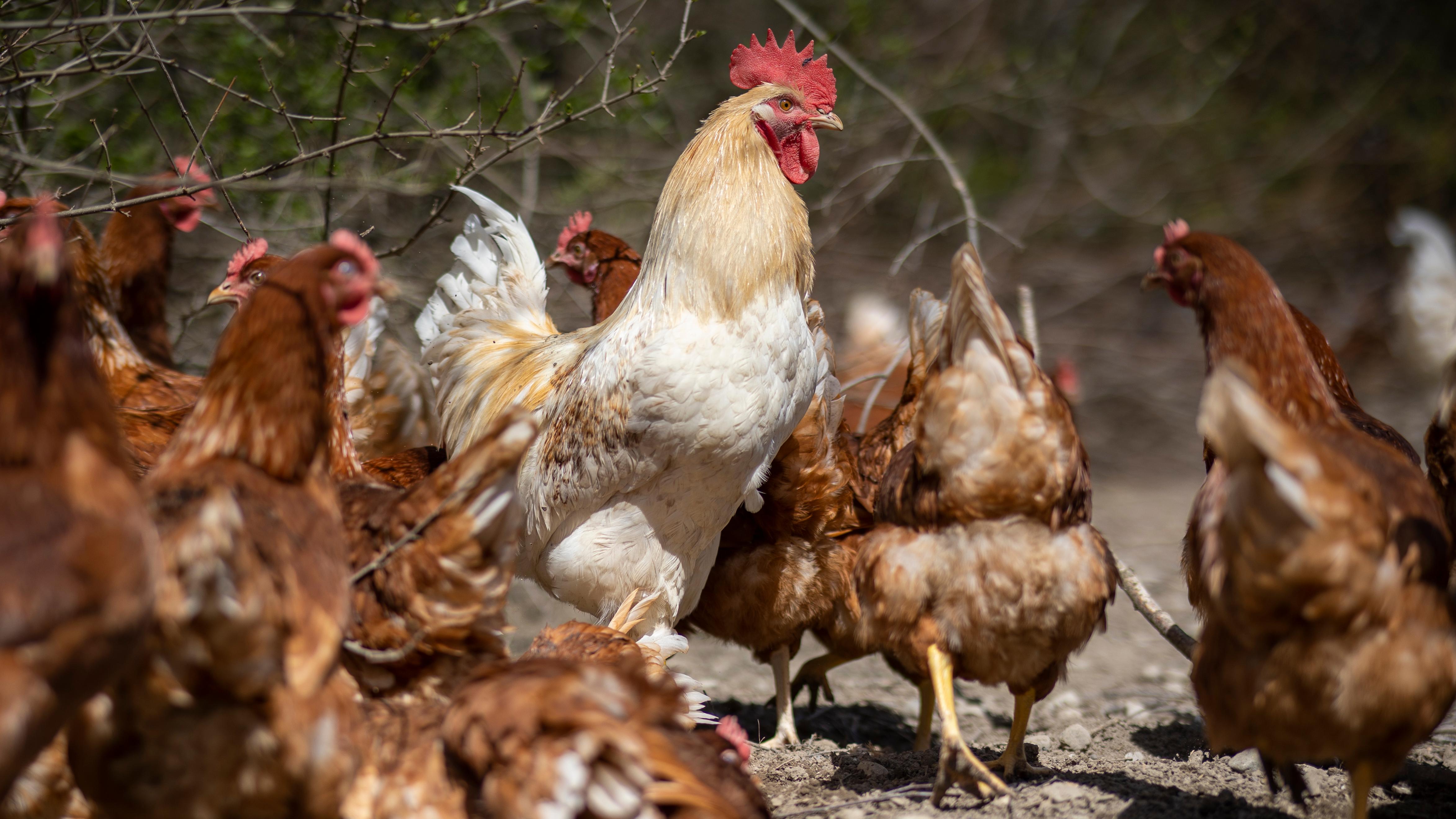 Bicklhof - Eier und Gockelprodukte im Hofladen