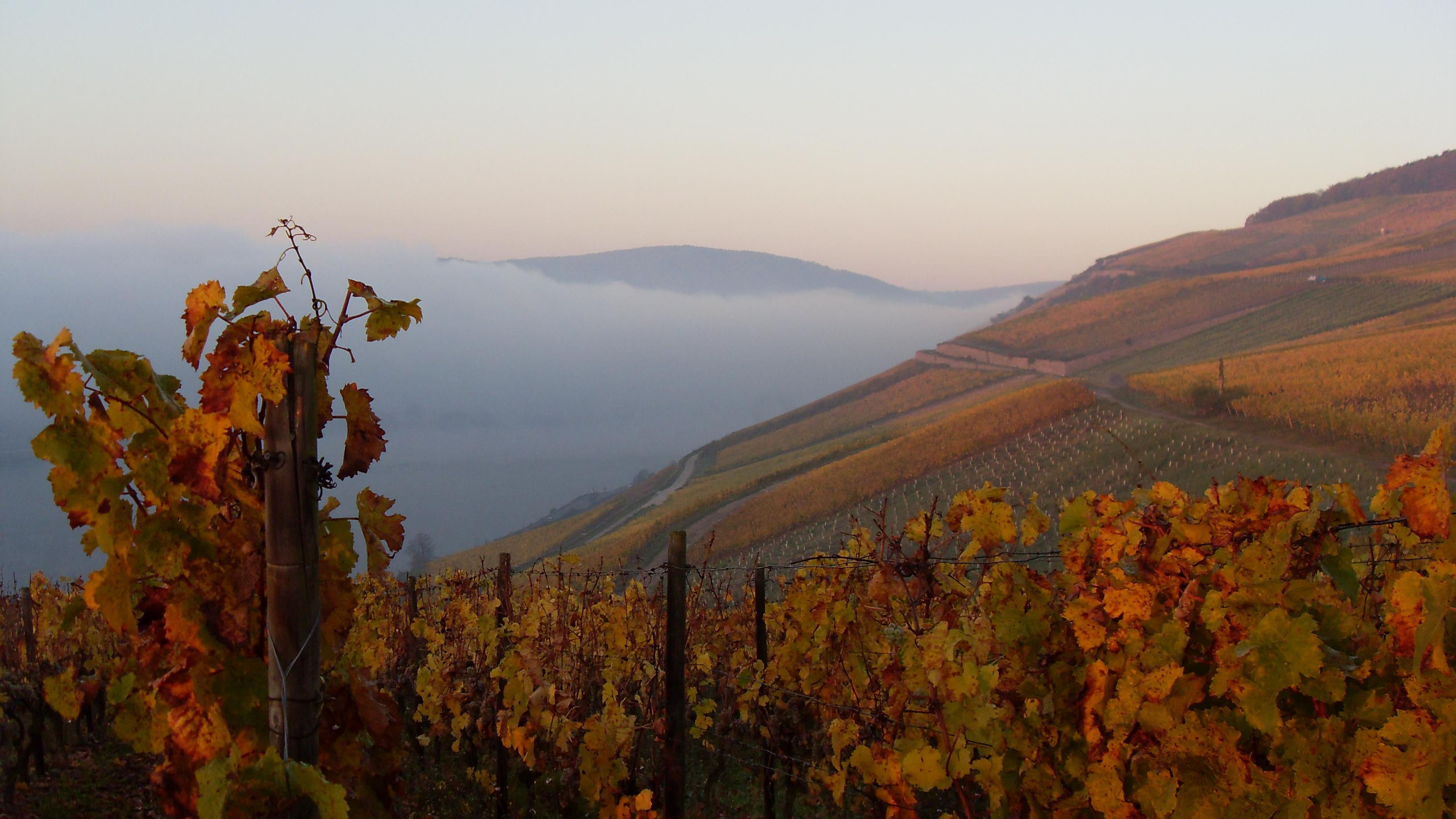 Weingut Georg Breuer