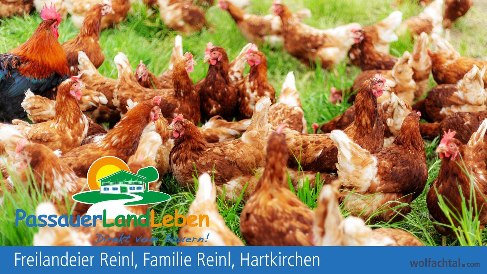 Freilandeier Reinl