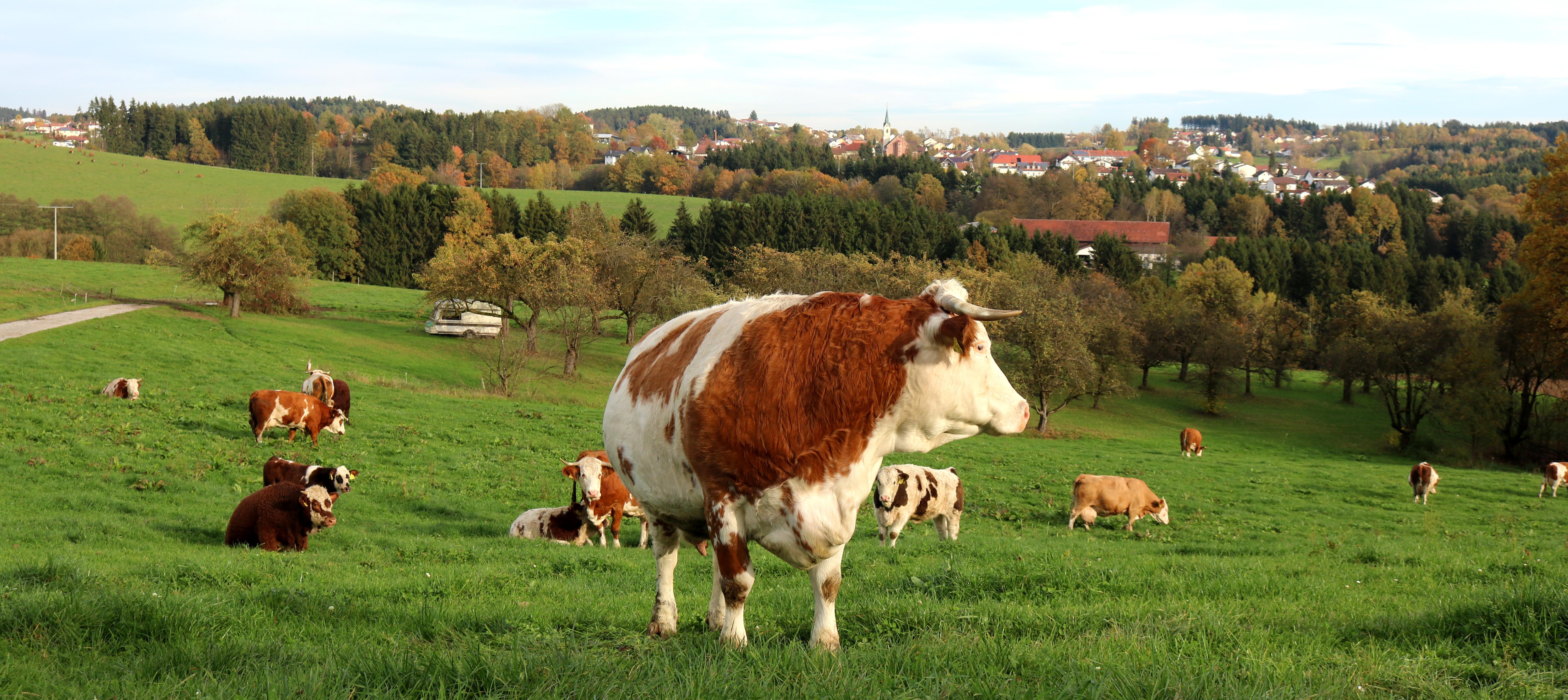 Aus Rinderhörnern wird Dünger für die biodynamische Landwirtschaft hergestellt.