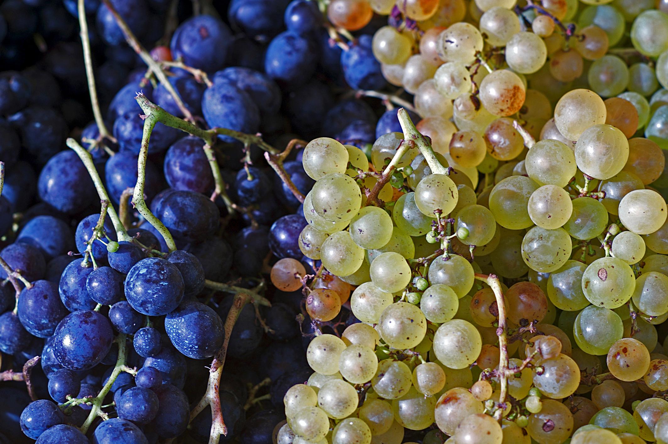 In wärmeren Gebieten oder an Hauswänden wachsen auch bei uns Tafeltrauben. Um regionale Weintrauben zu essen, muss man nur den Erntezeitpunkt abwarten können. Der Genuss ist dann umso größer.