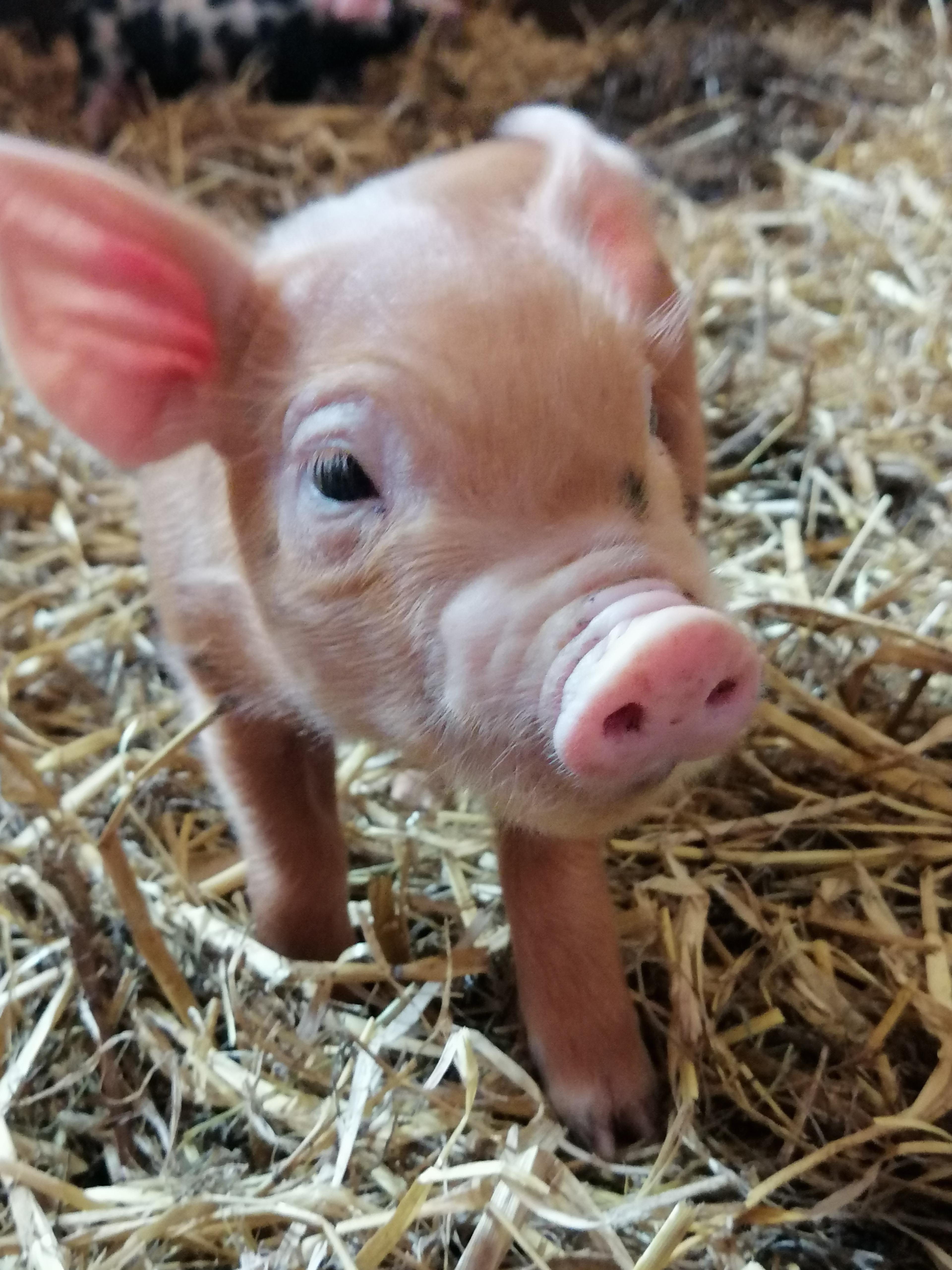 Bio-Schweinefleisch (Bentheimer-Berkshire-Mix)