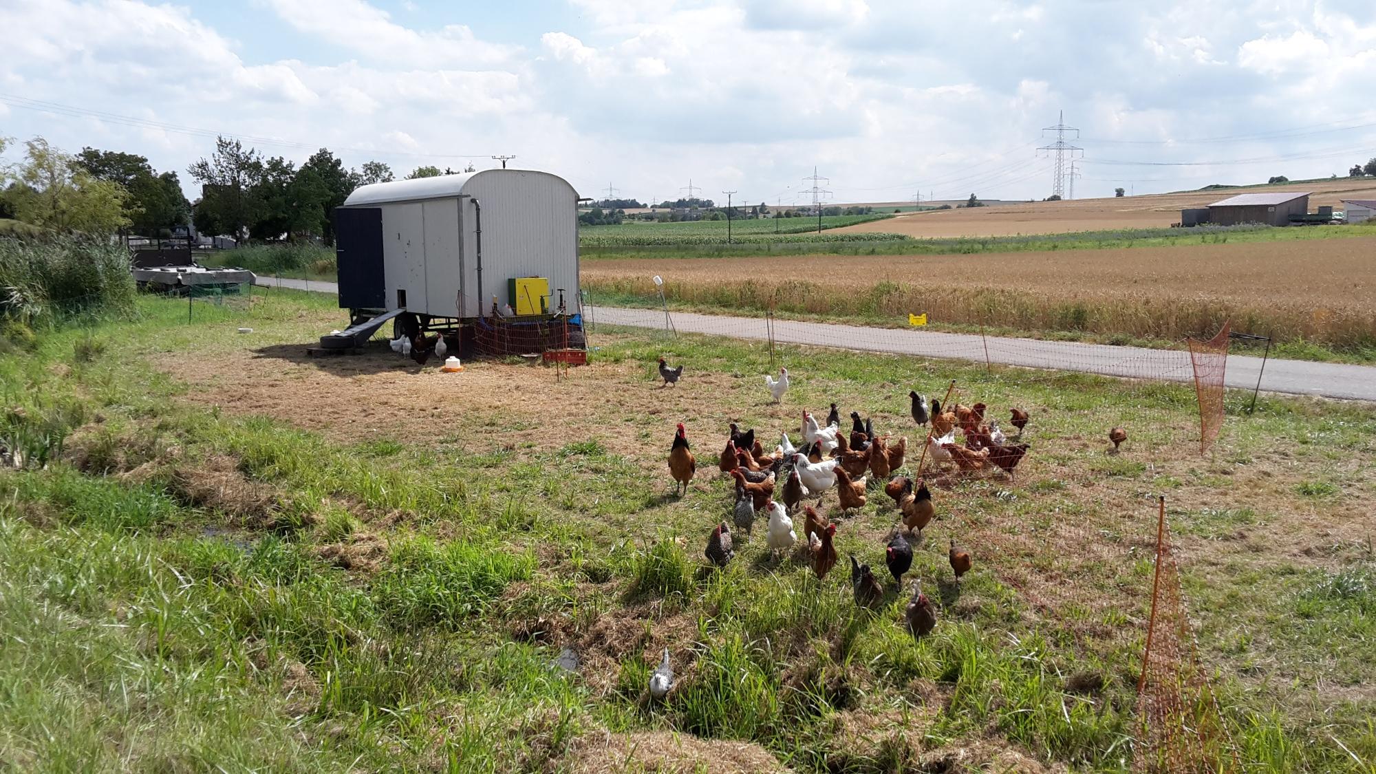 Mobile Hühnerställe für Hofläden: Hühnerhaltung leichtgemacht für Kleinerzeuger