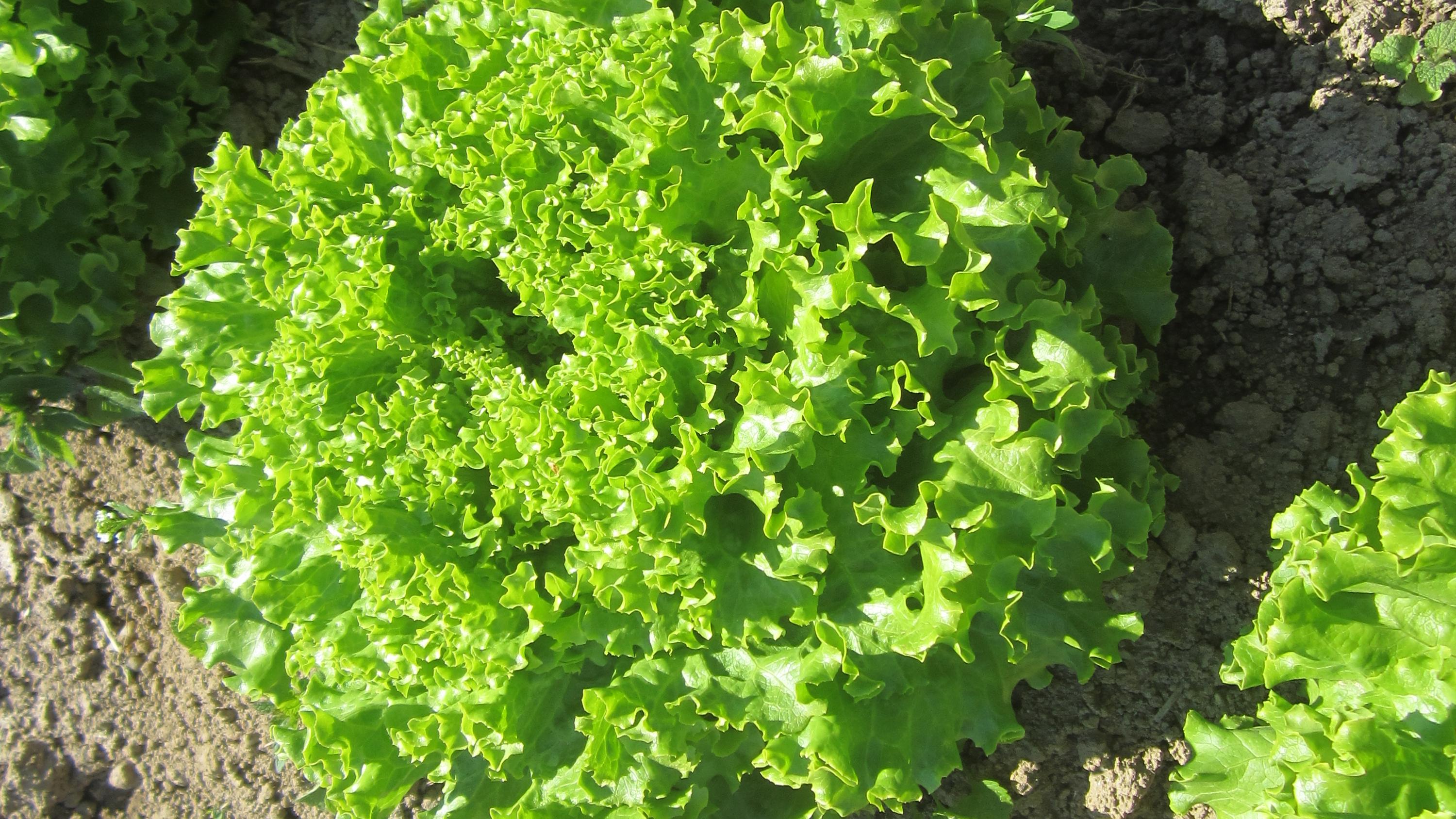 Kühnert   Naturland-Hof