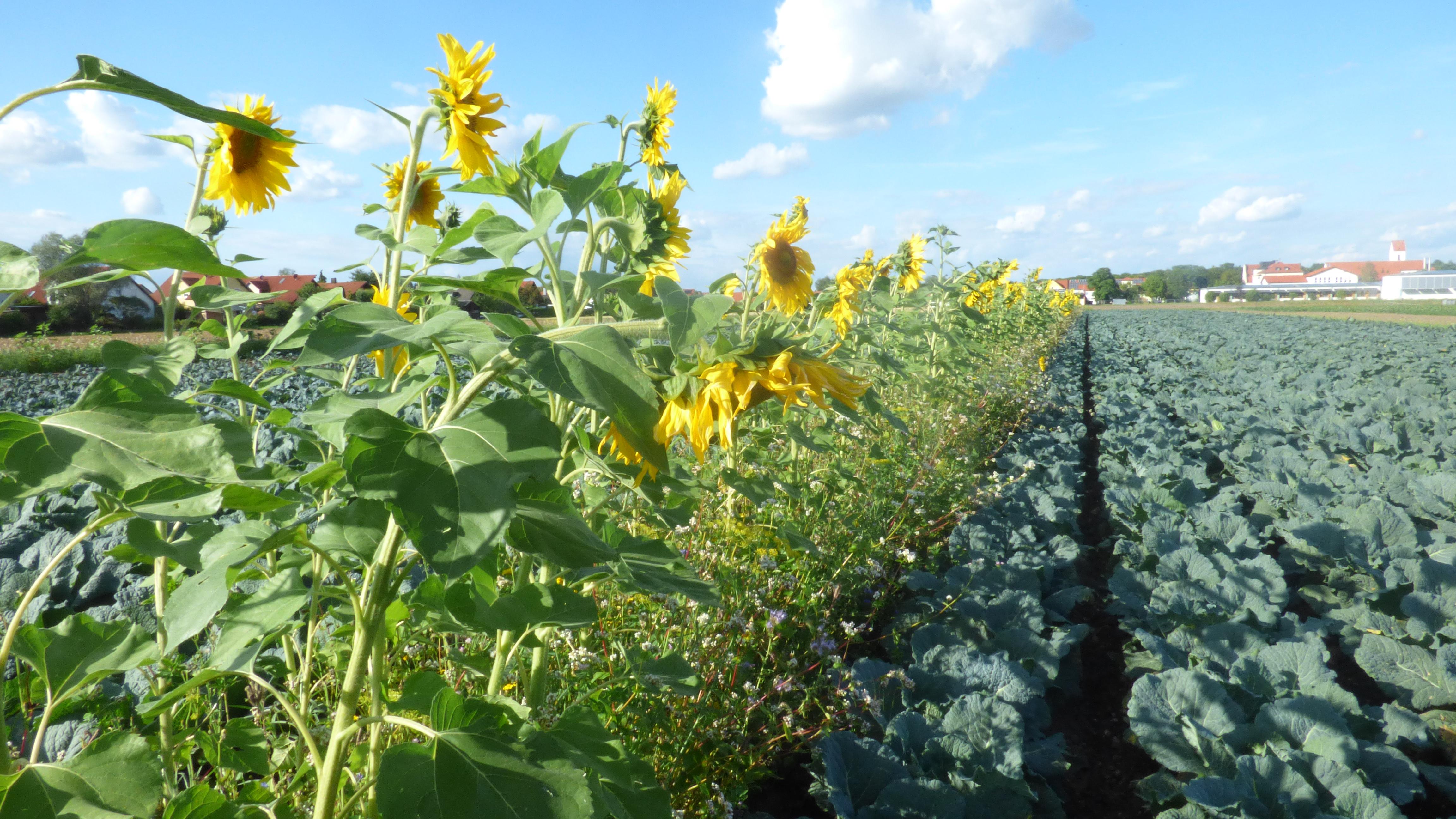 Biogemüse vom Fritzhof