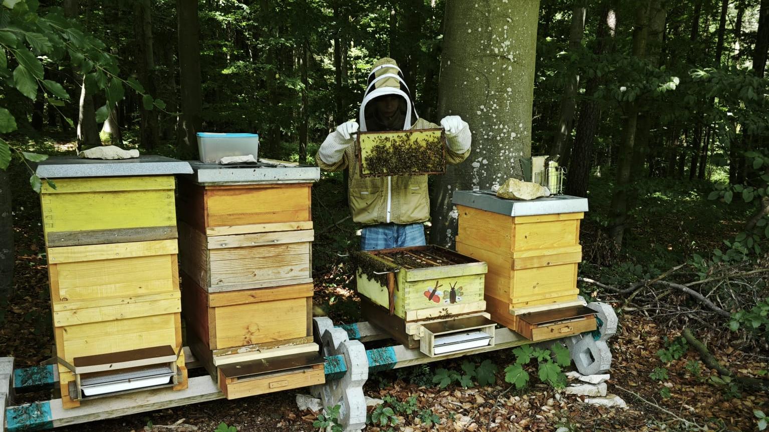 Bee Life Imkerei