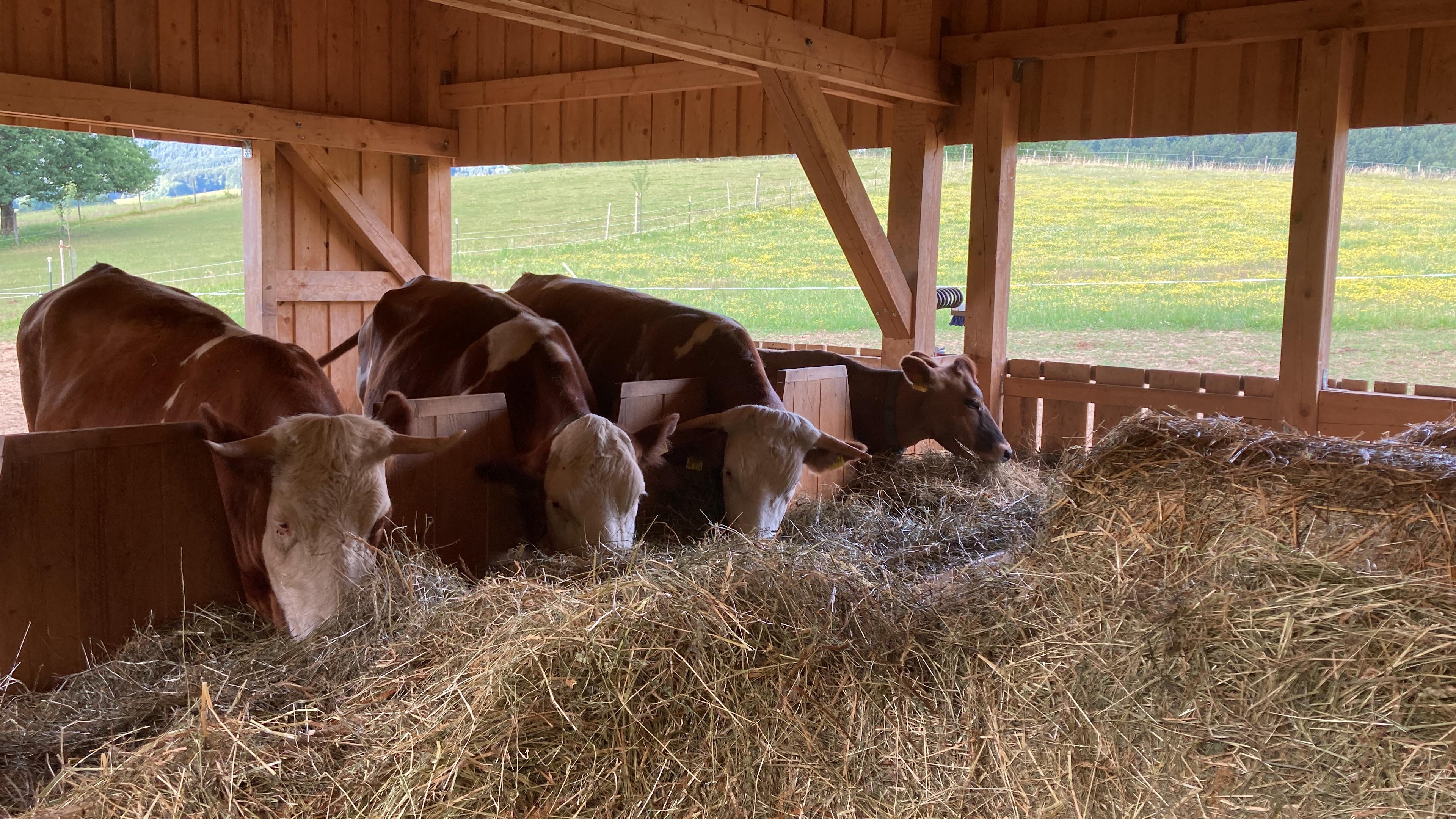Rind am Futtertrog am Bioland-Hof der Familie Dirigl bei Straubing