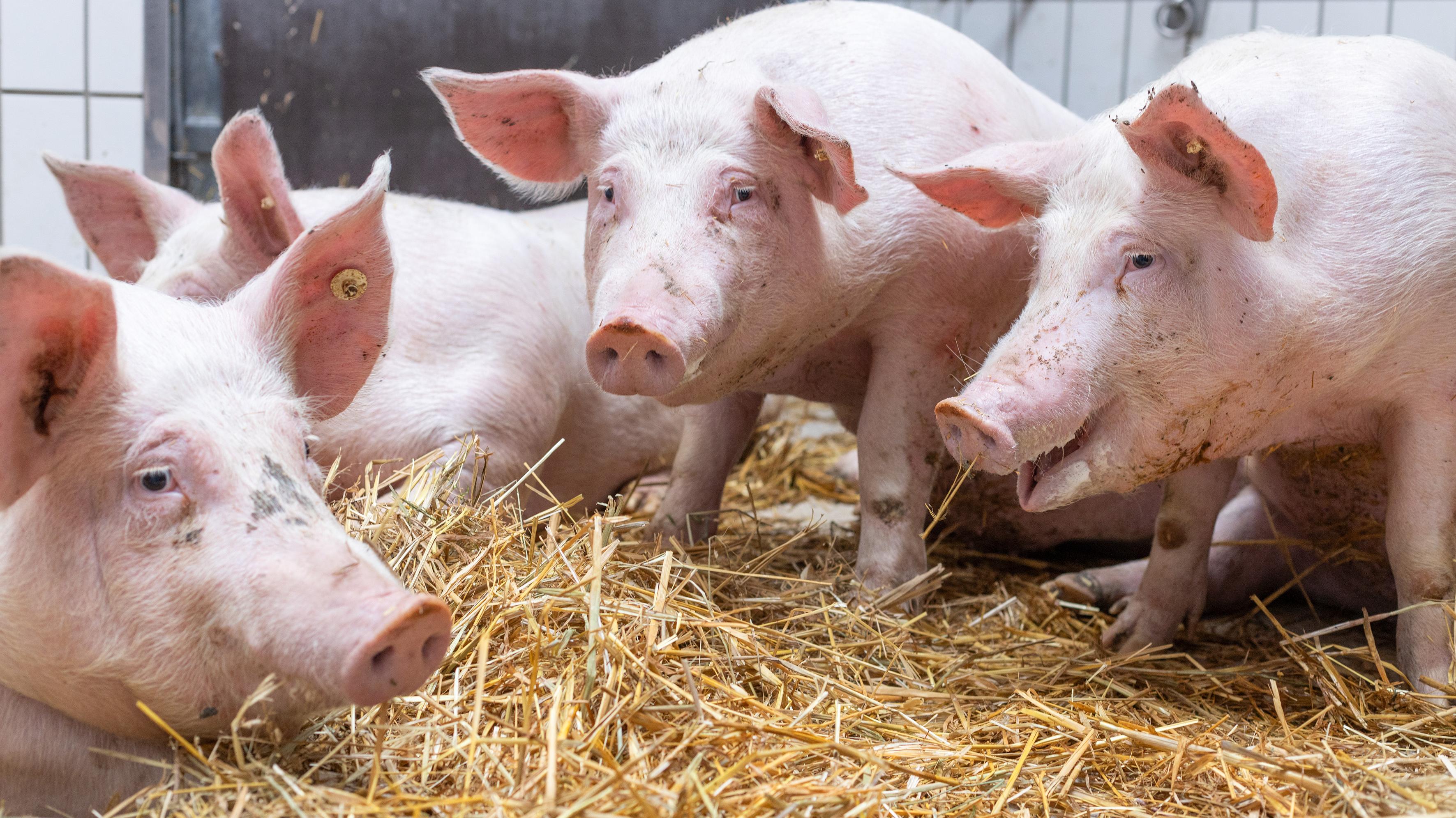 Bio Metzgerei Grießhaber, Mössingen