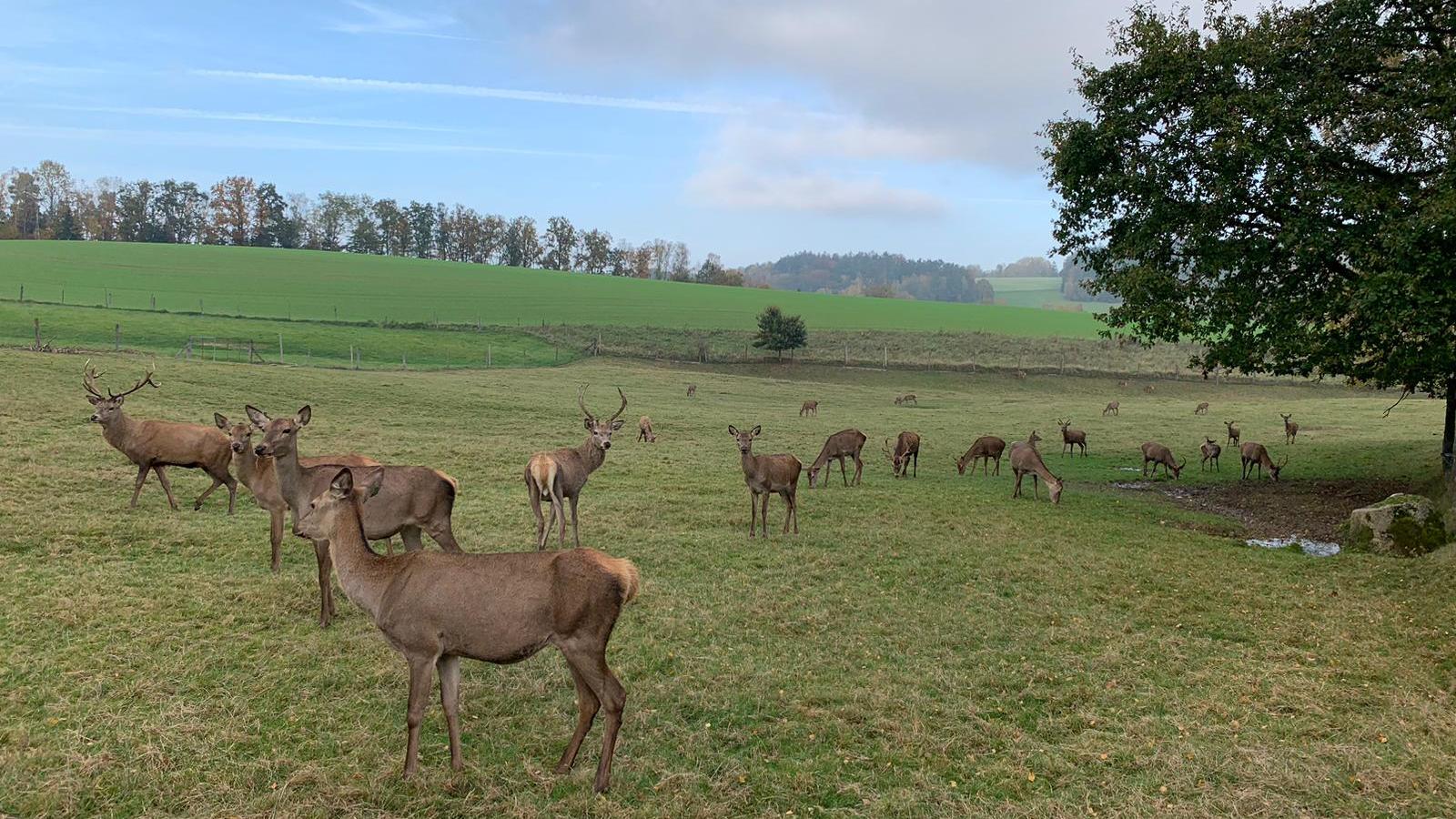 Rotwild vom Waldschrat