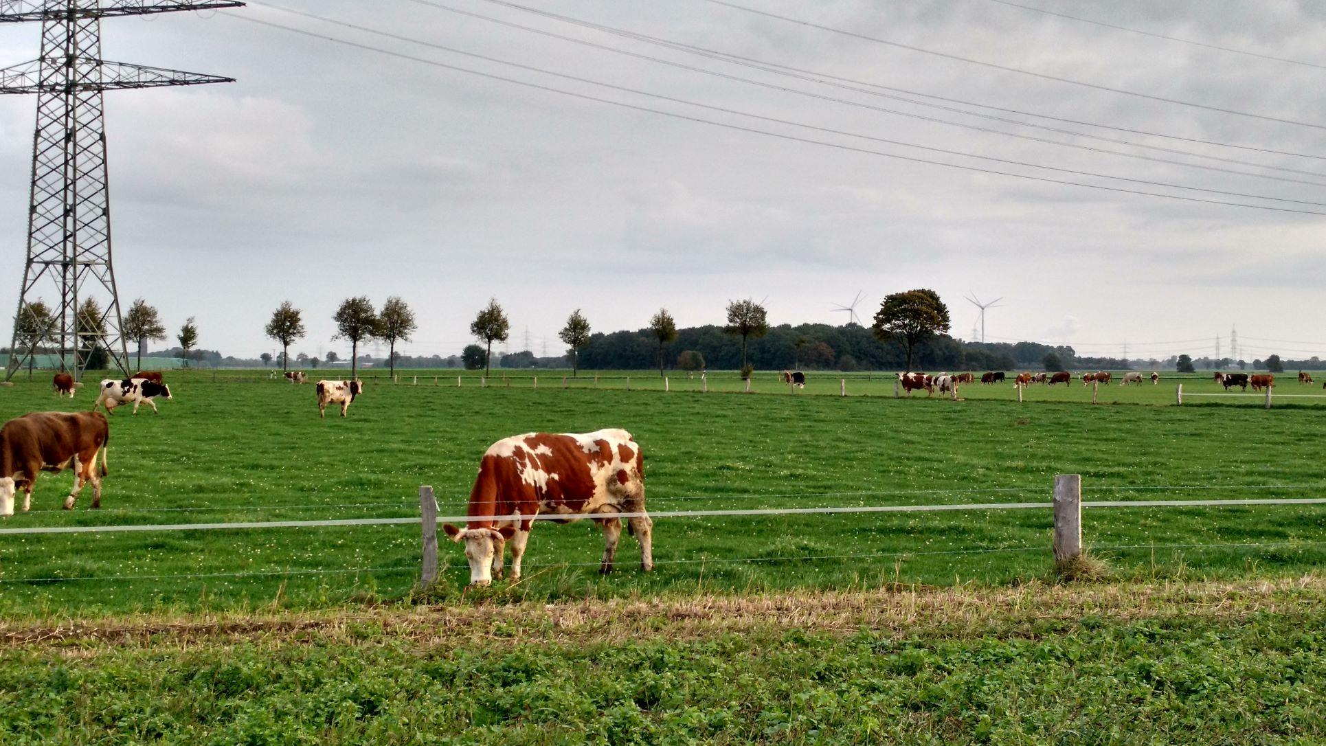 Bioland Schauhof