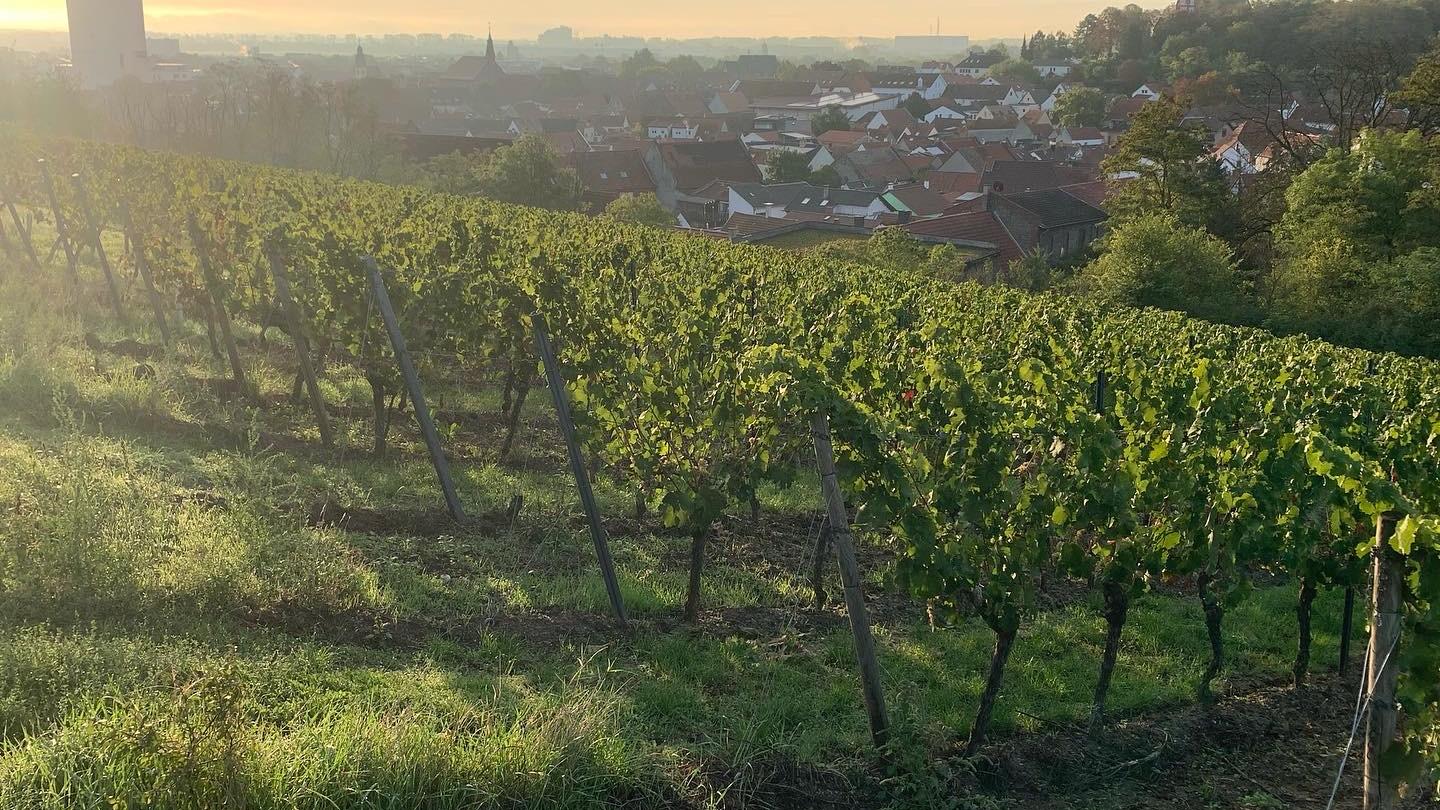 Weingut Steinmühle