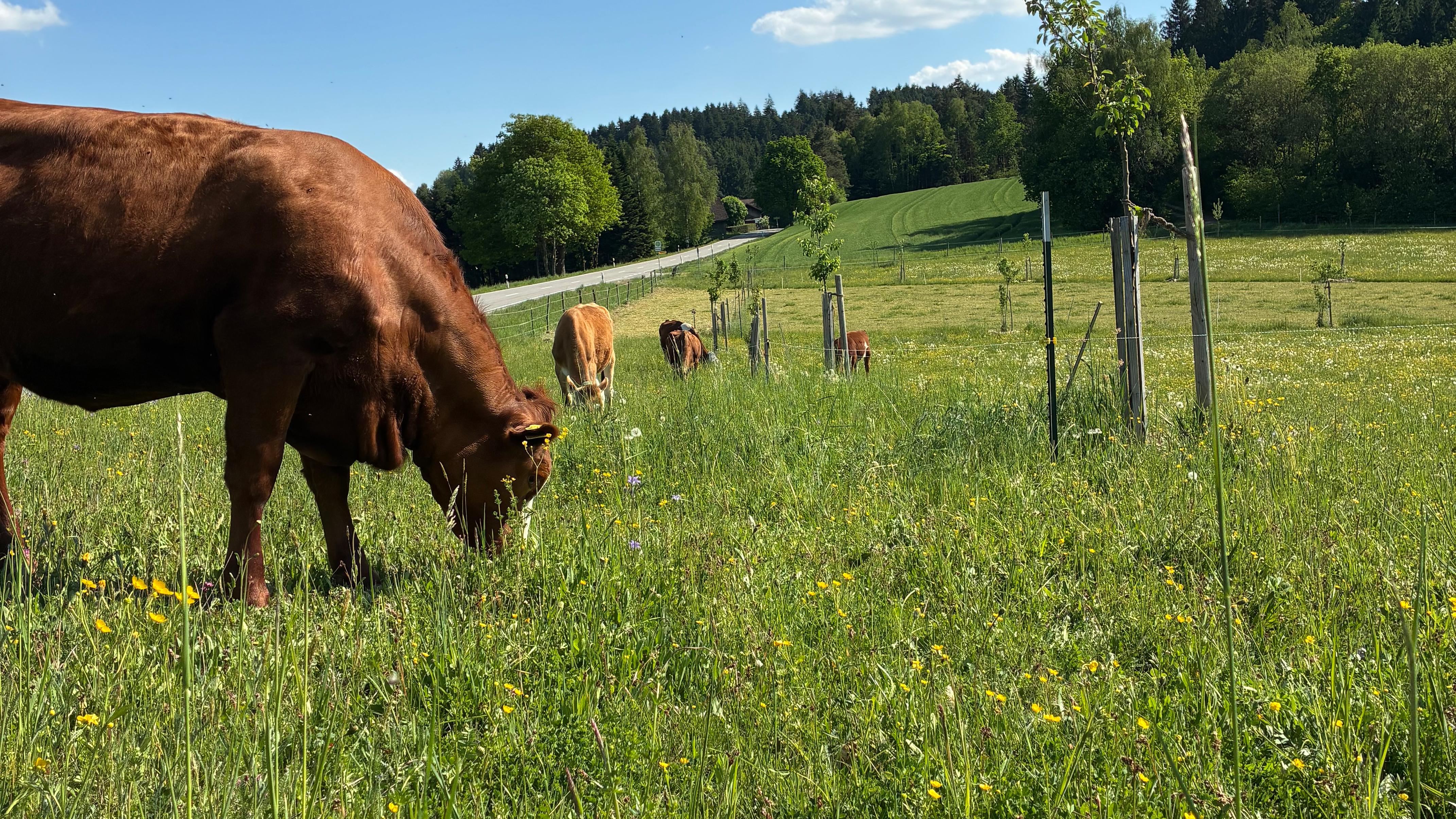 Bioland Hof Familie Dirigl