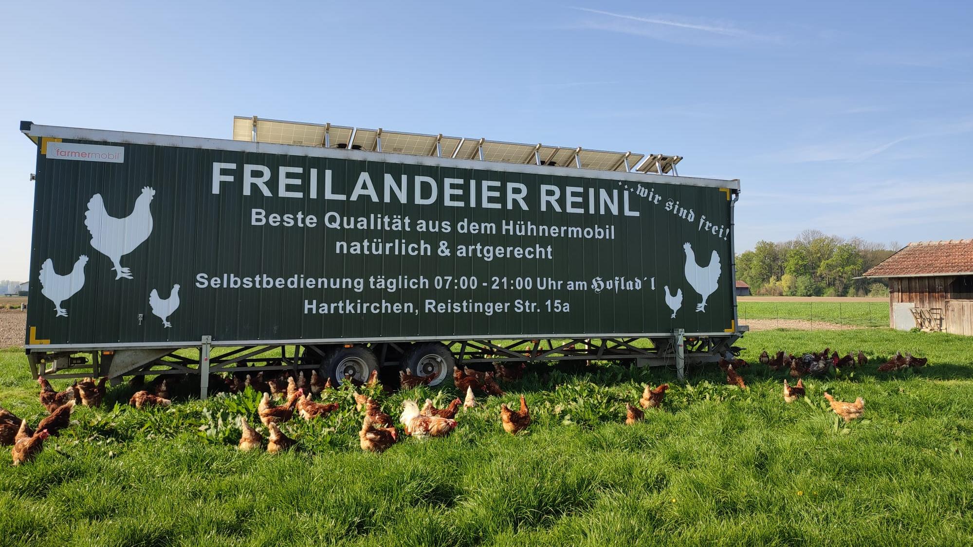 Freilandeier Reinl
