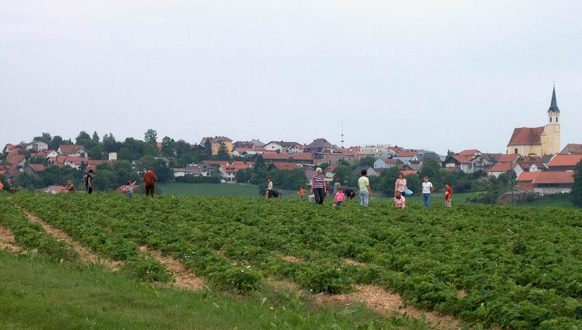 Beerenfeld Anetzberger Untergriesbach Beerenfeld Anetzberger Untergriesbach