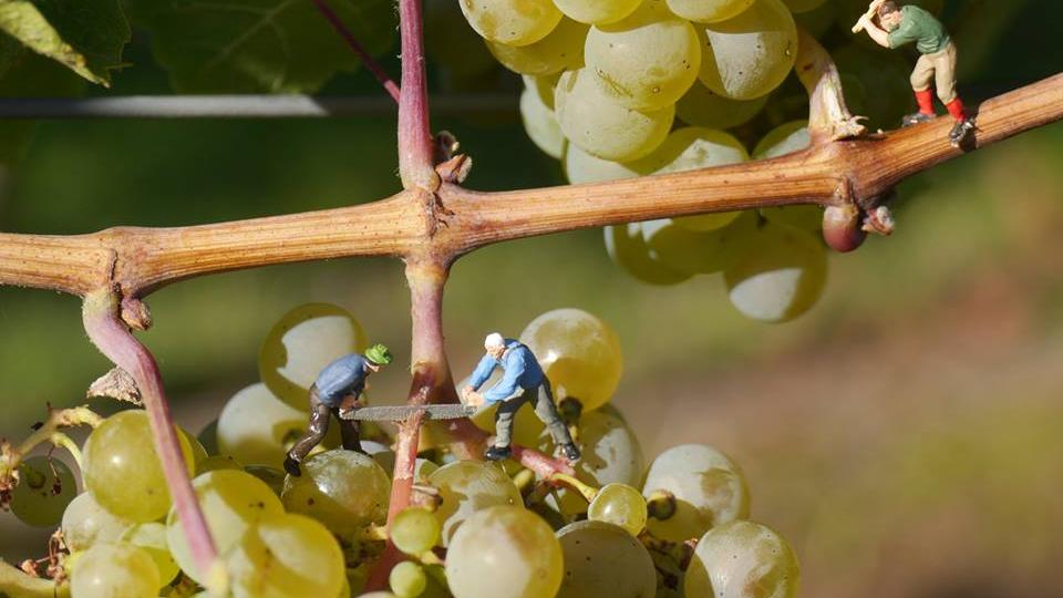 Wein & Gut Haas-Lenz