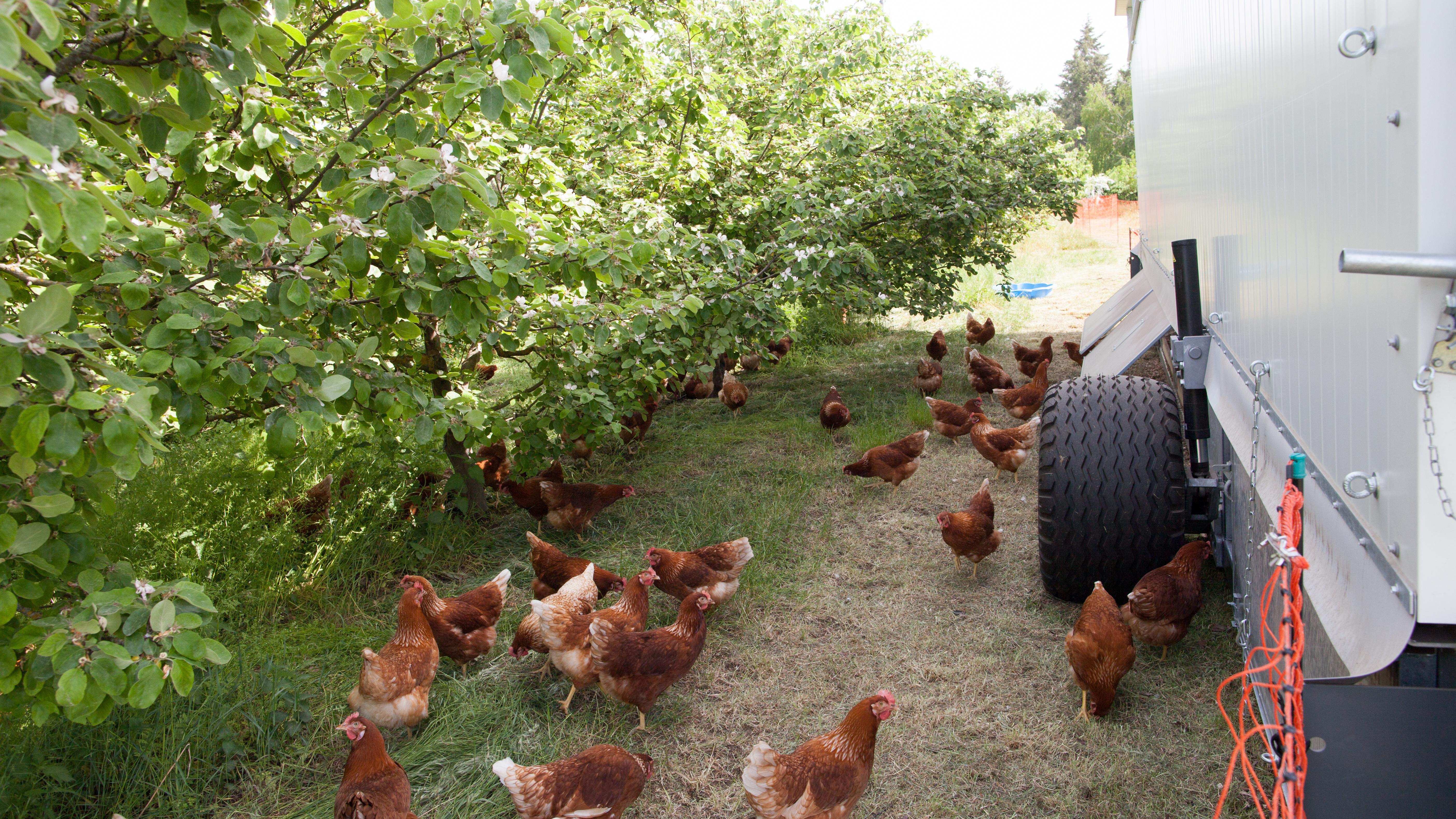 Landwirtschaftsbetrieb Bergschäferei