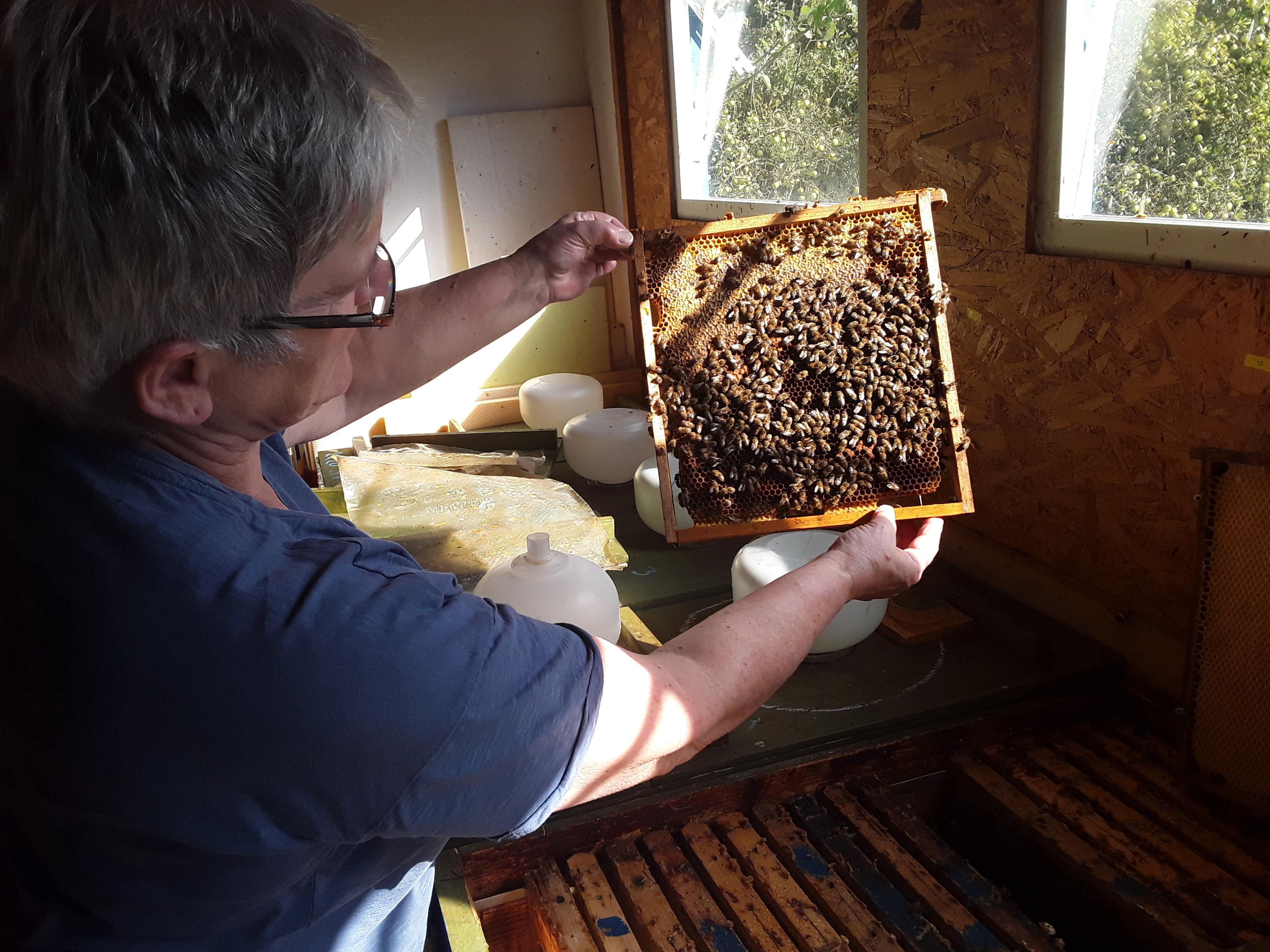 Heimische Bienen wie die von Imkerin Emma Hoisl produzieren nicht nur Honig, sondern gewährleisten auch die Bestäubung unzähliger Nutzpflanzen in der Region.