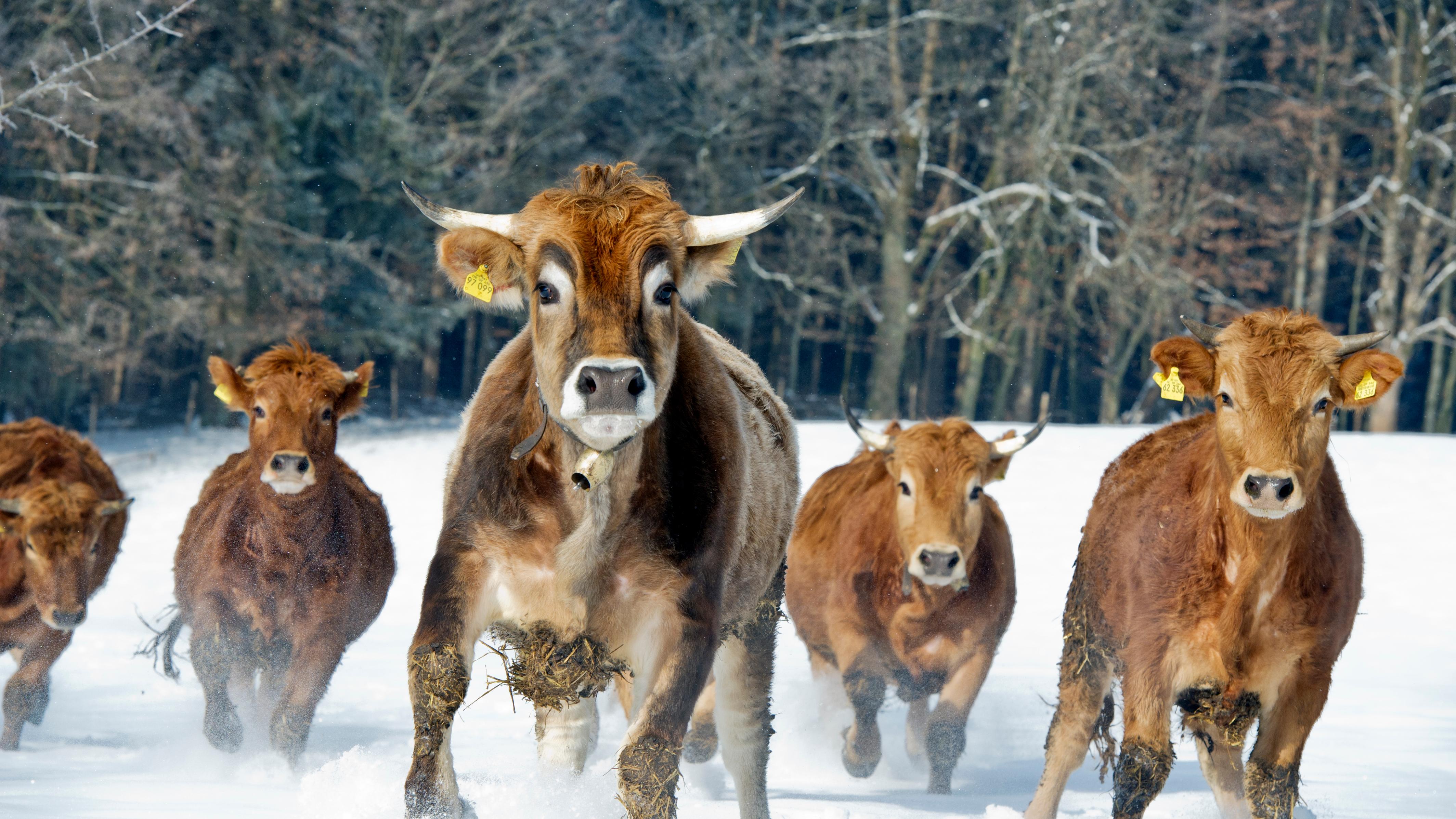 Bestes vom Murnau Werdenfelser Rind