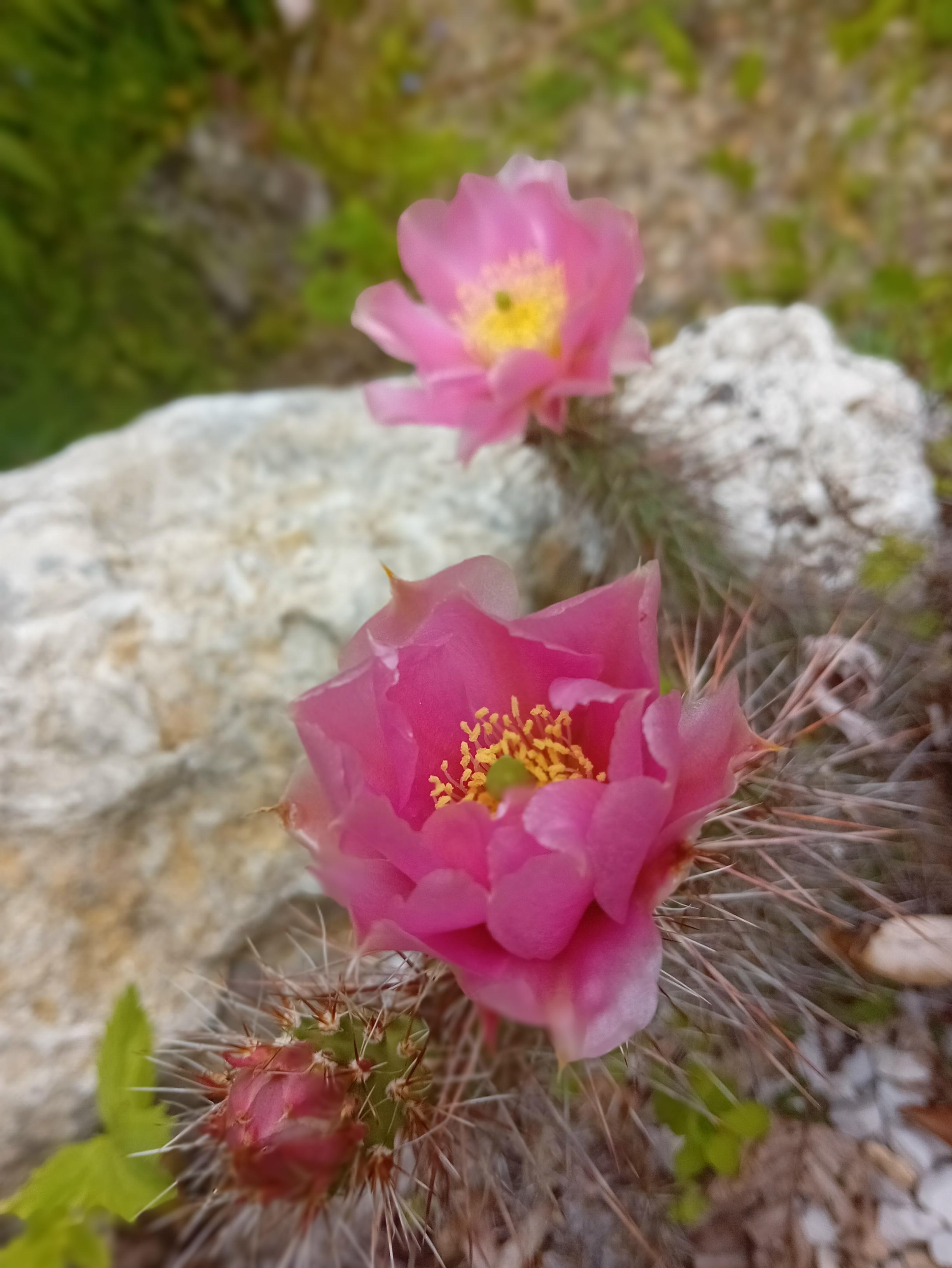 Baum und Rosenschulen Weishaupt