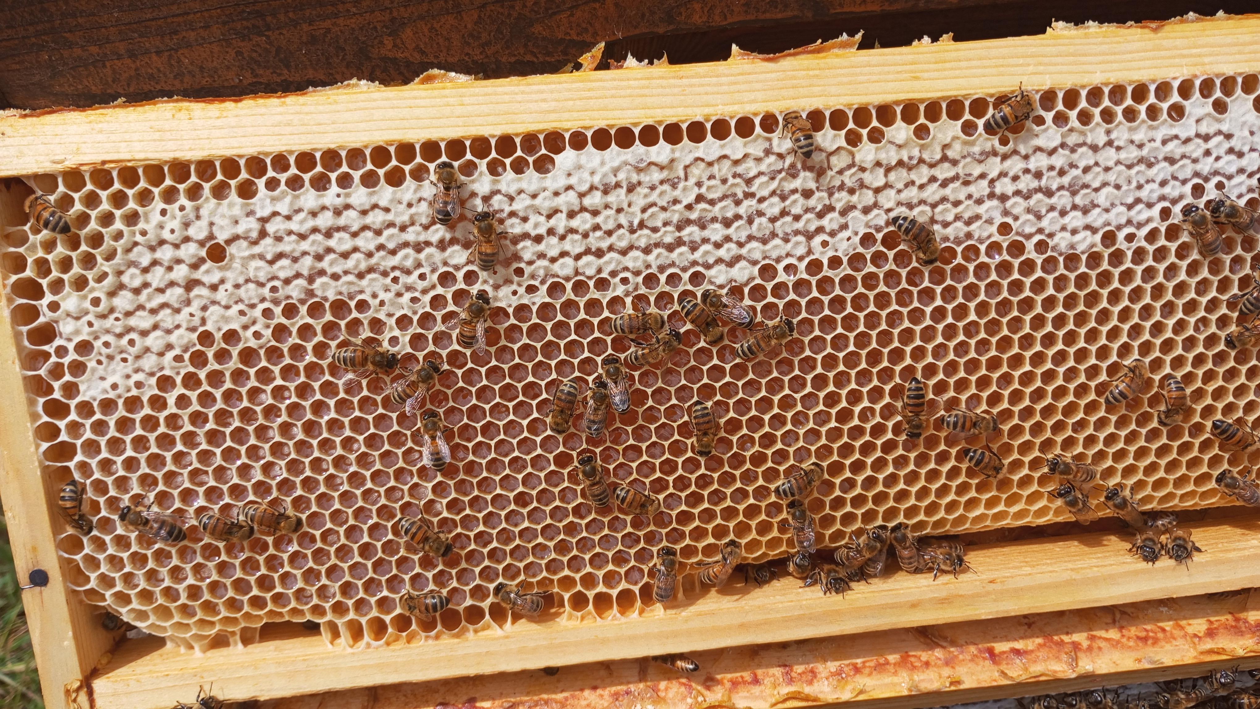 Dorfimkerei Wolfersdorf