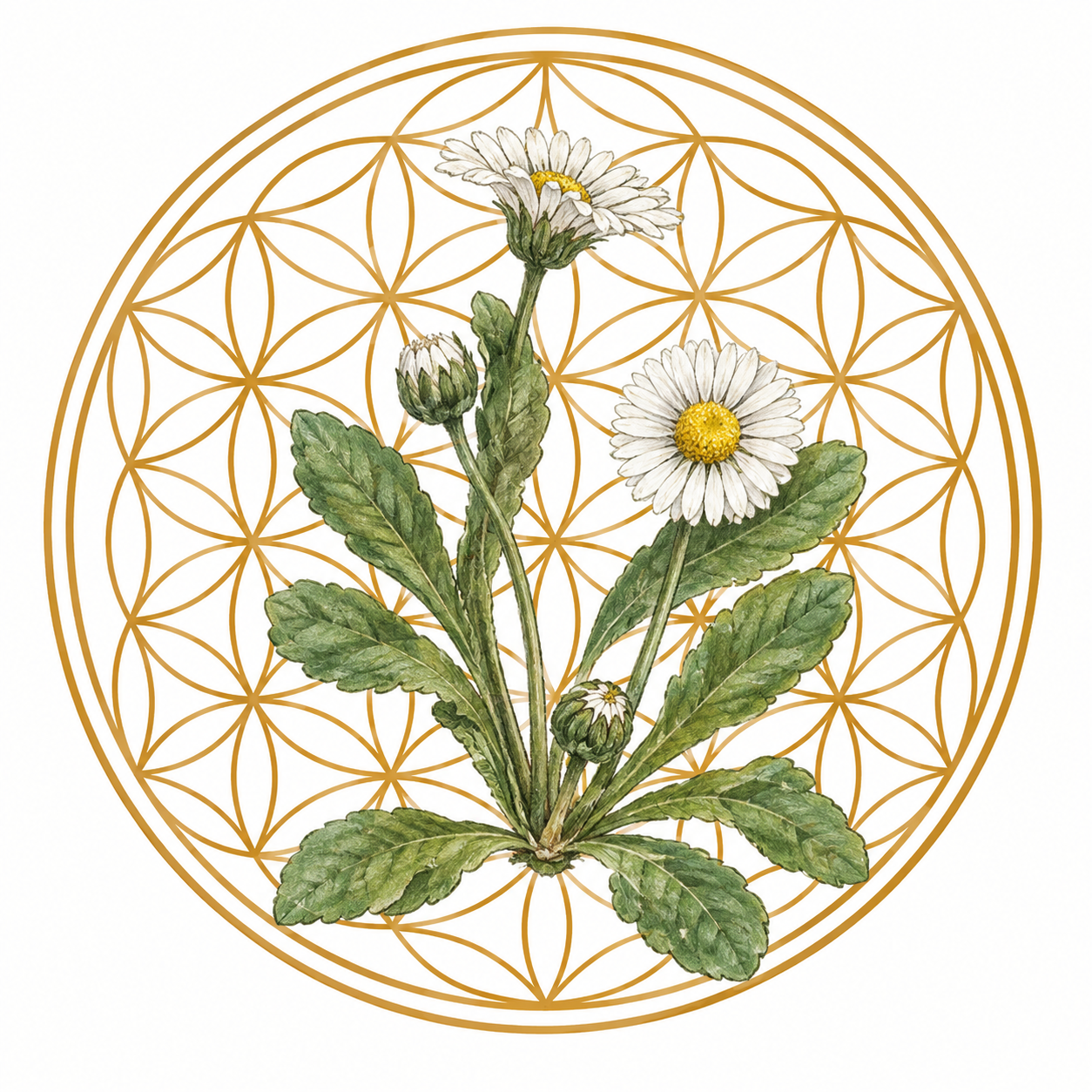 Früchte- und Kräuterhof Gänseblümchen