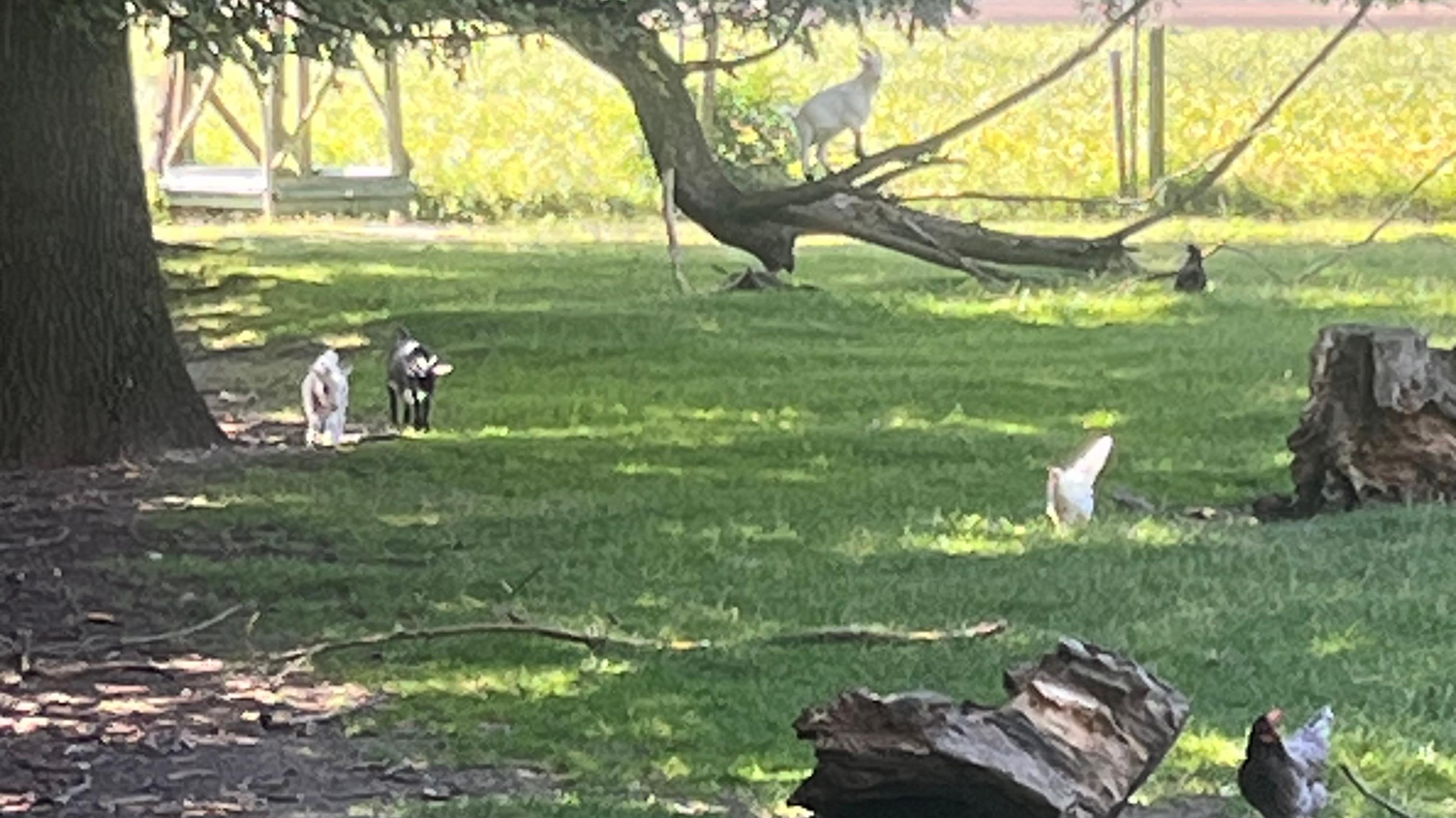Freilandeier vom Voglerhof