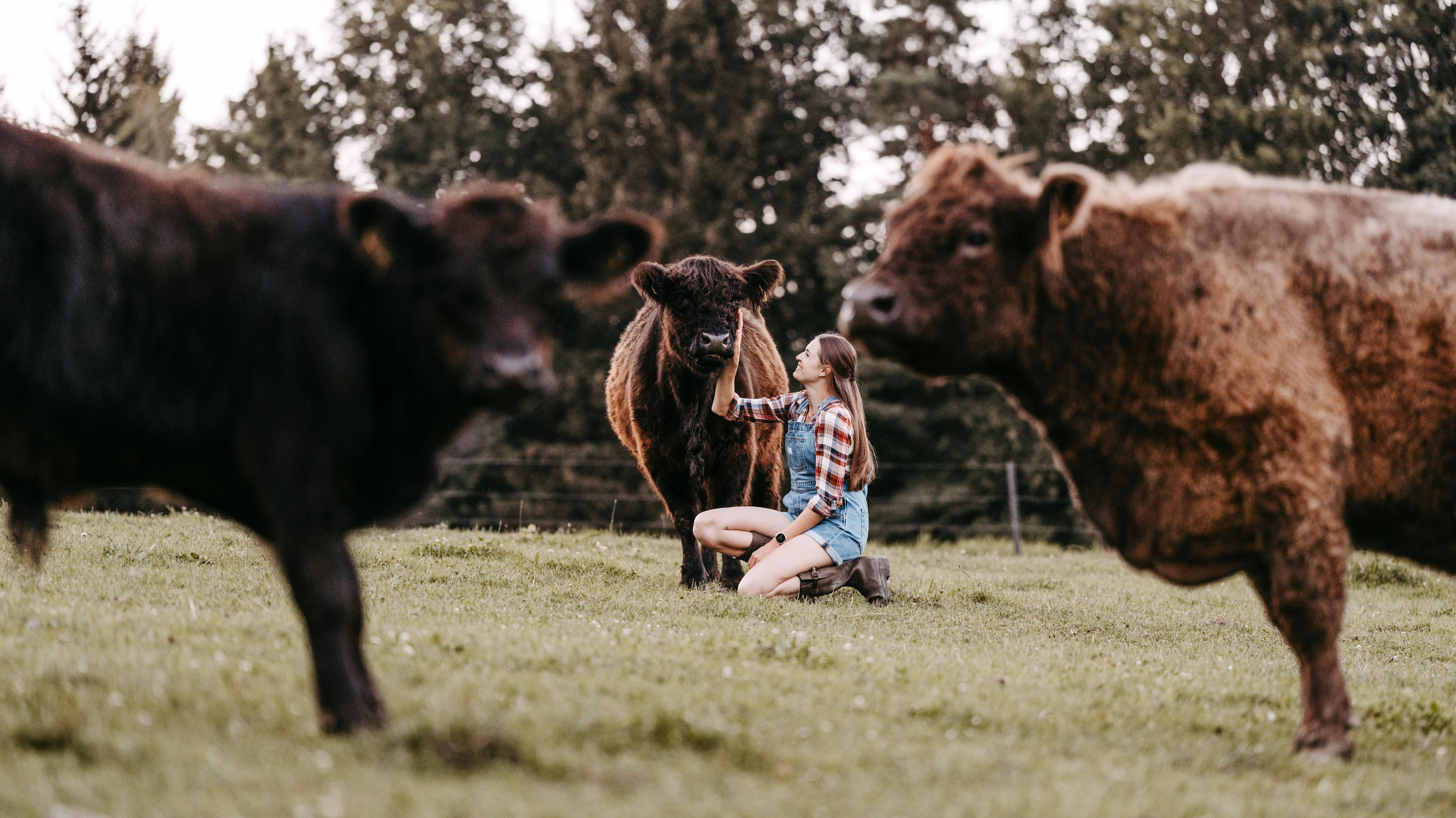 Galloways vom Gänsberg