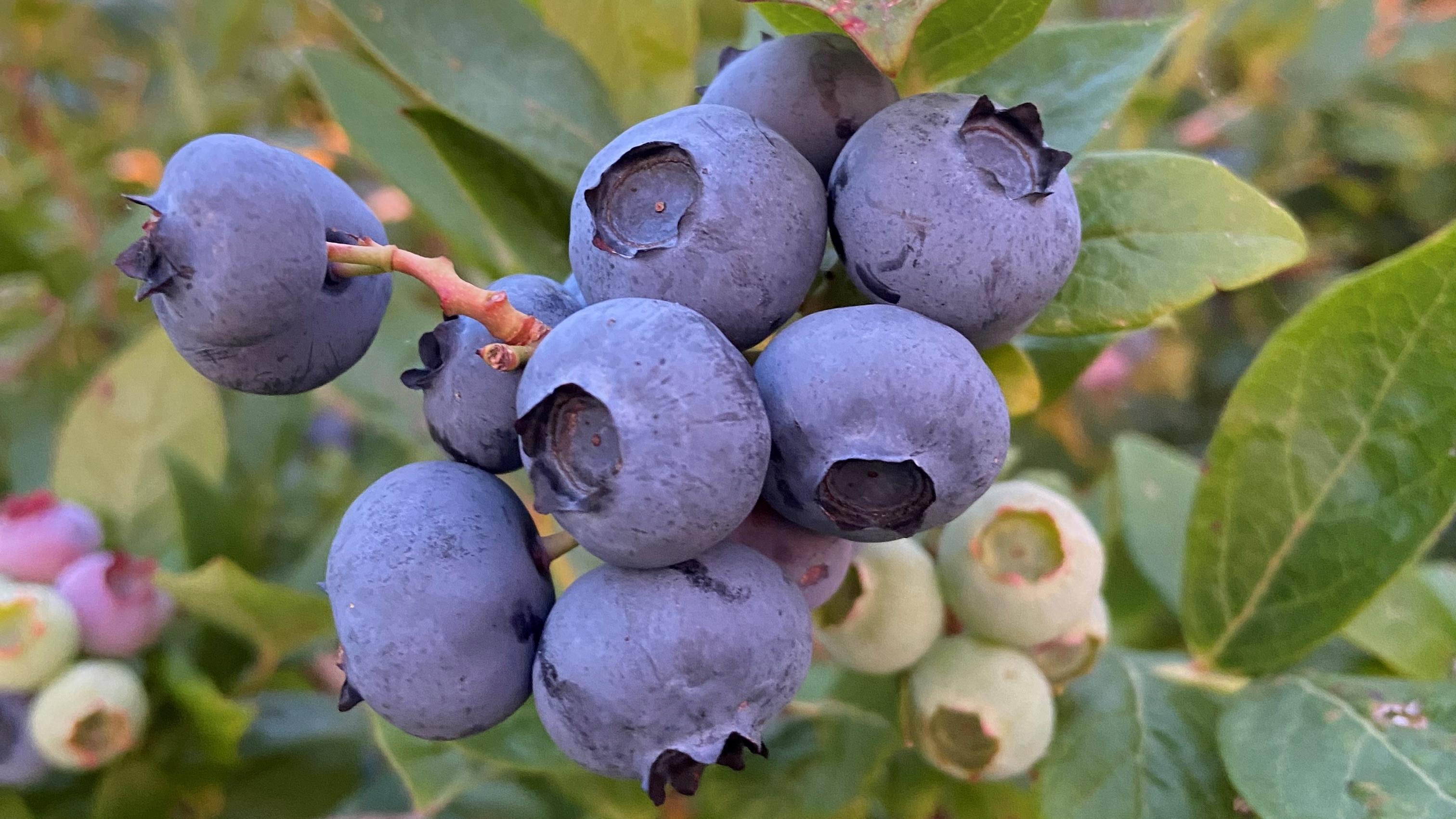 Heidelbeeren Hamburg Egon Gretschus