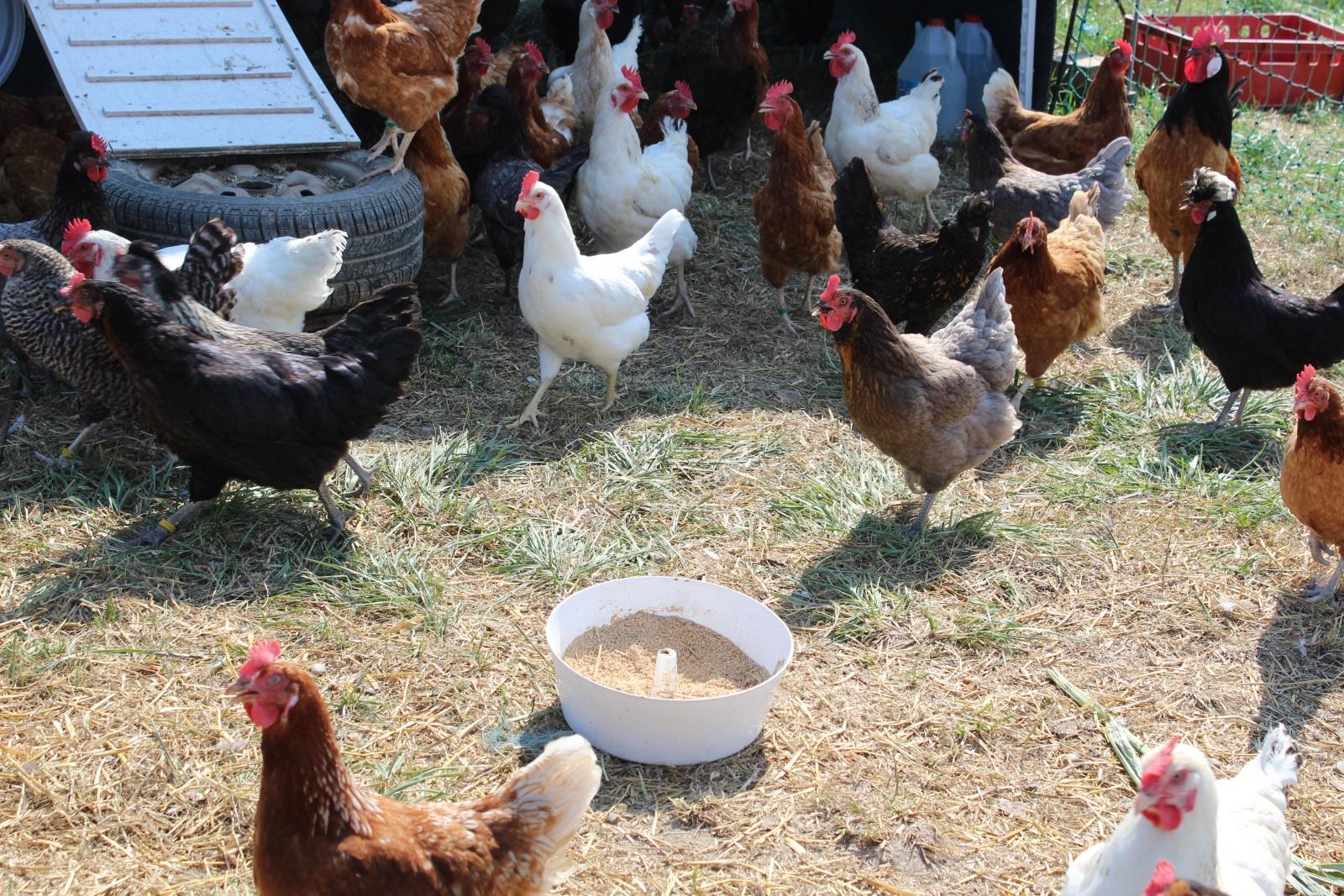 Hühner wollen Grünfutter, Kleintiere und Körner fressen.