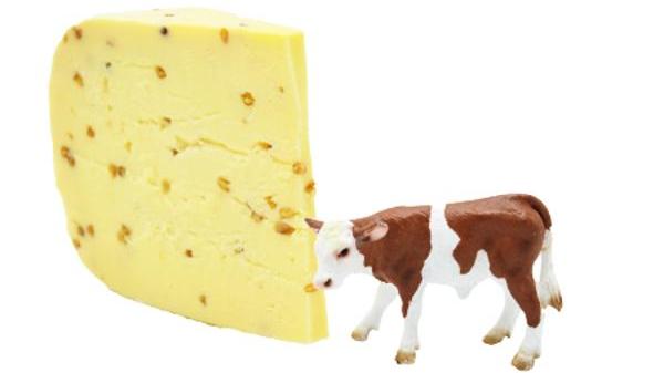 Käse-Paket Kuh einerlei