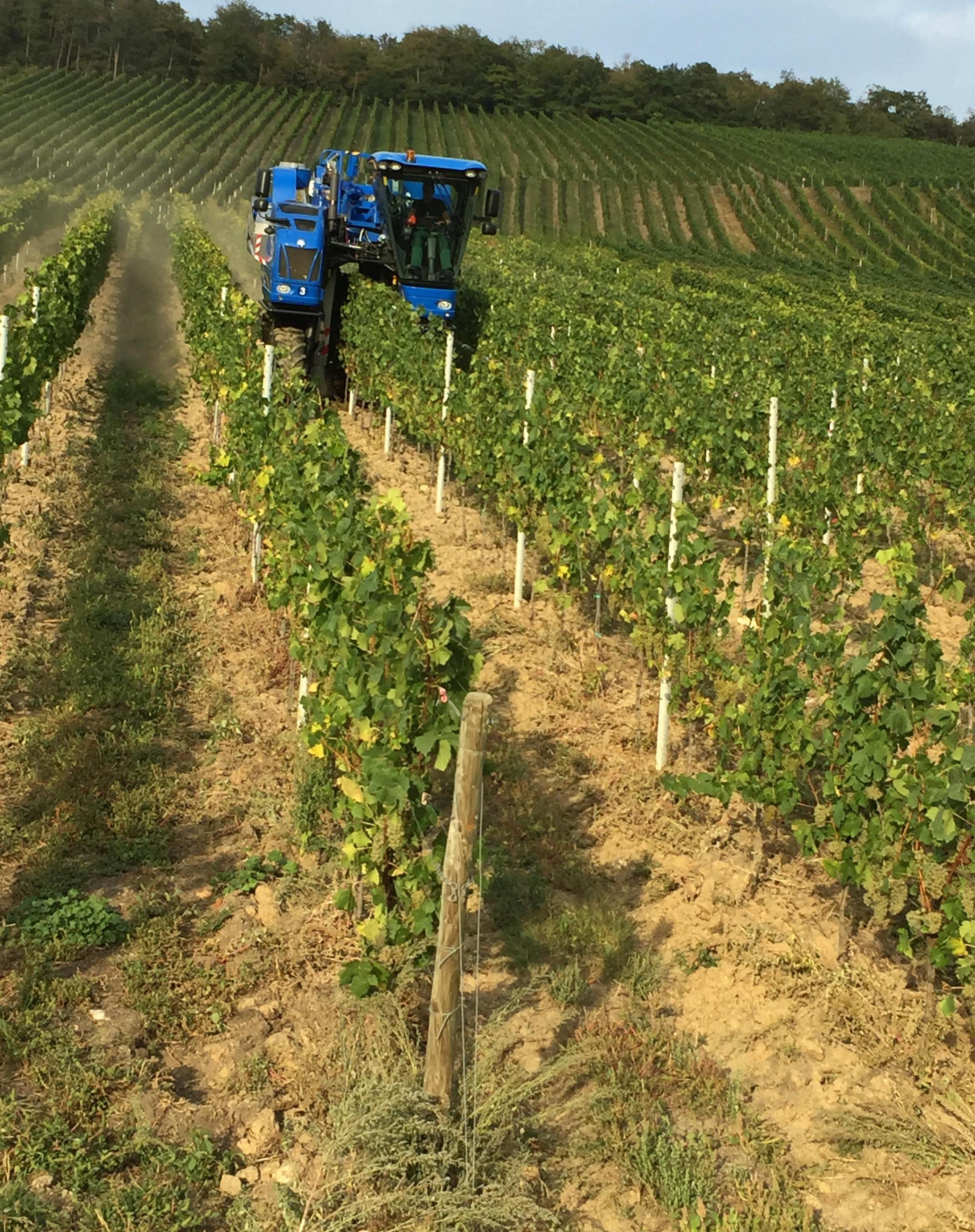 Wein- und Gästehaus Genetsch