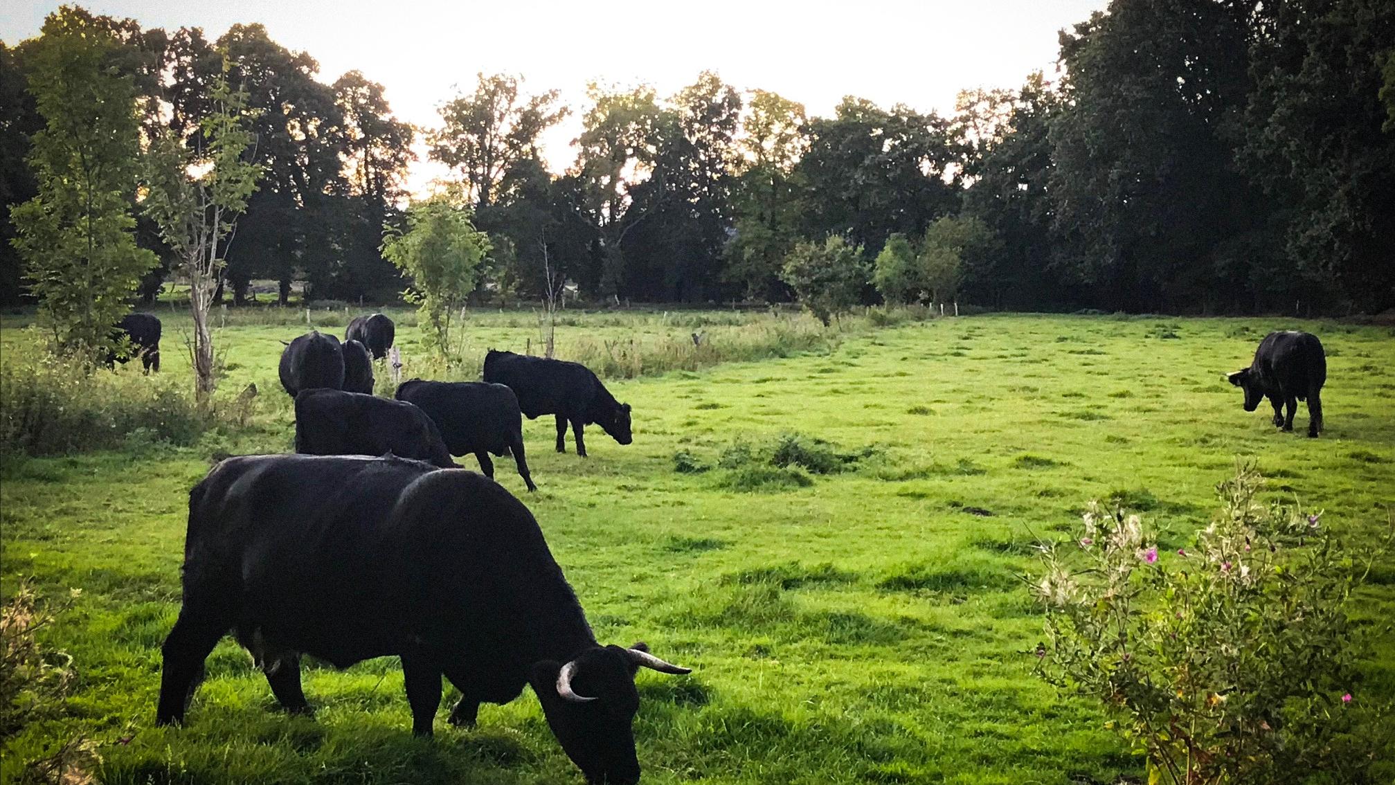 Welsh Black Hof Brockhoff