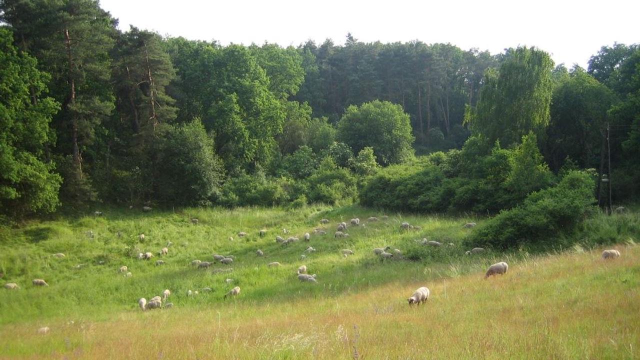 Landwirtschaftsbetrieb Bergschäferei