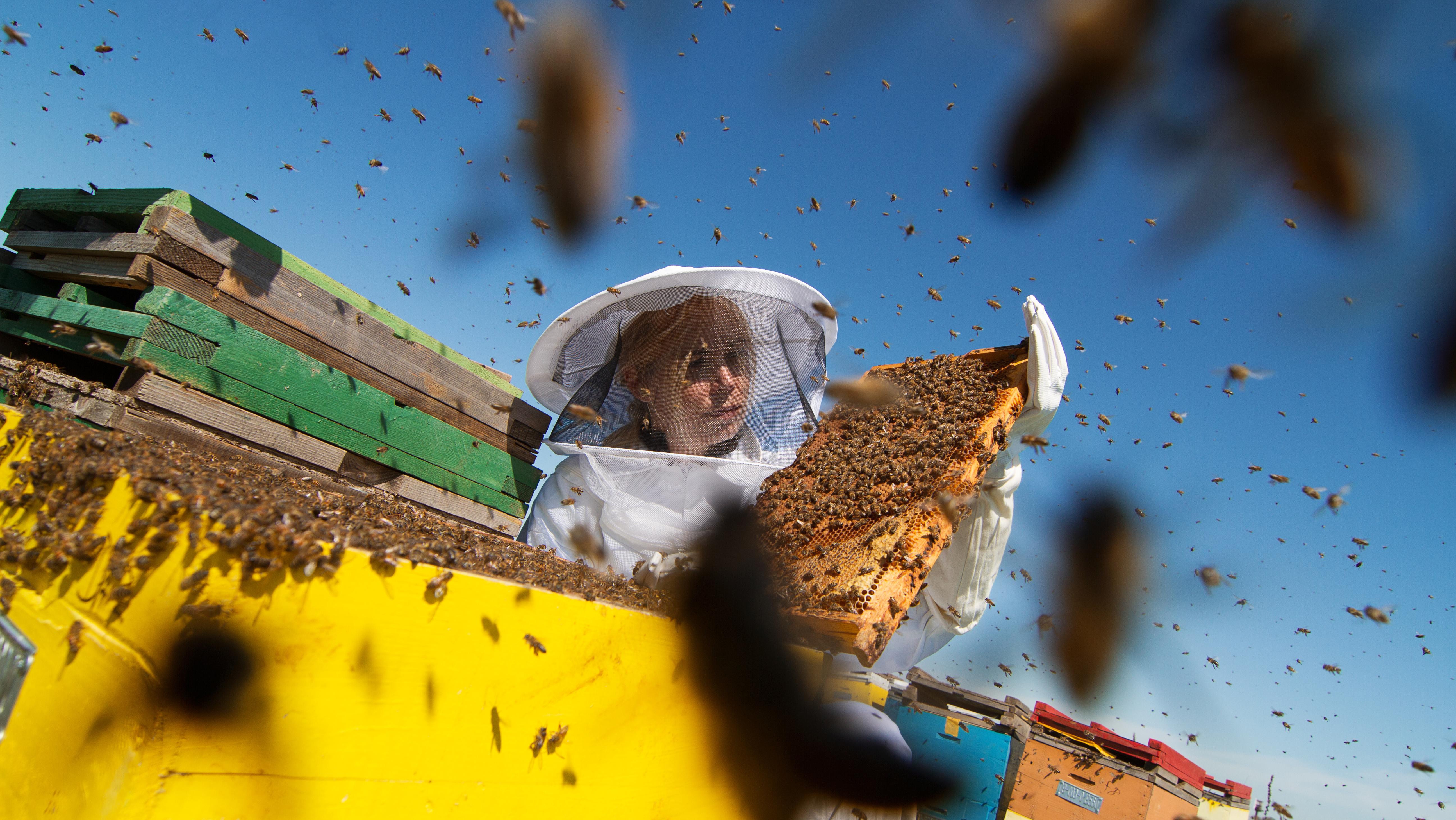 Gestreckt, billig, industriell: Chinesischer Honig vs. heimische Imker