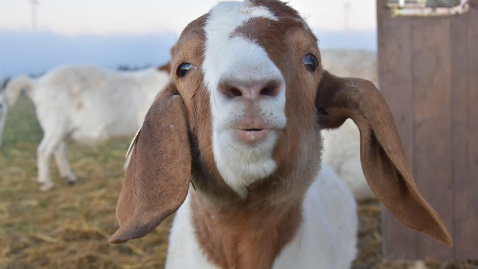 Galloway Rindfleisch - Birkenhof - Landwirtschaft Michael Christ