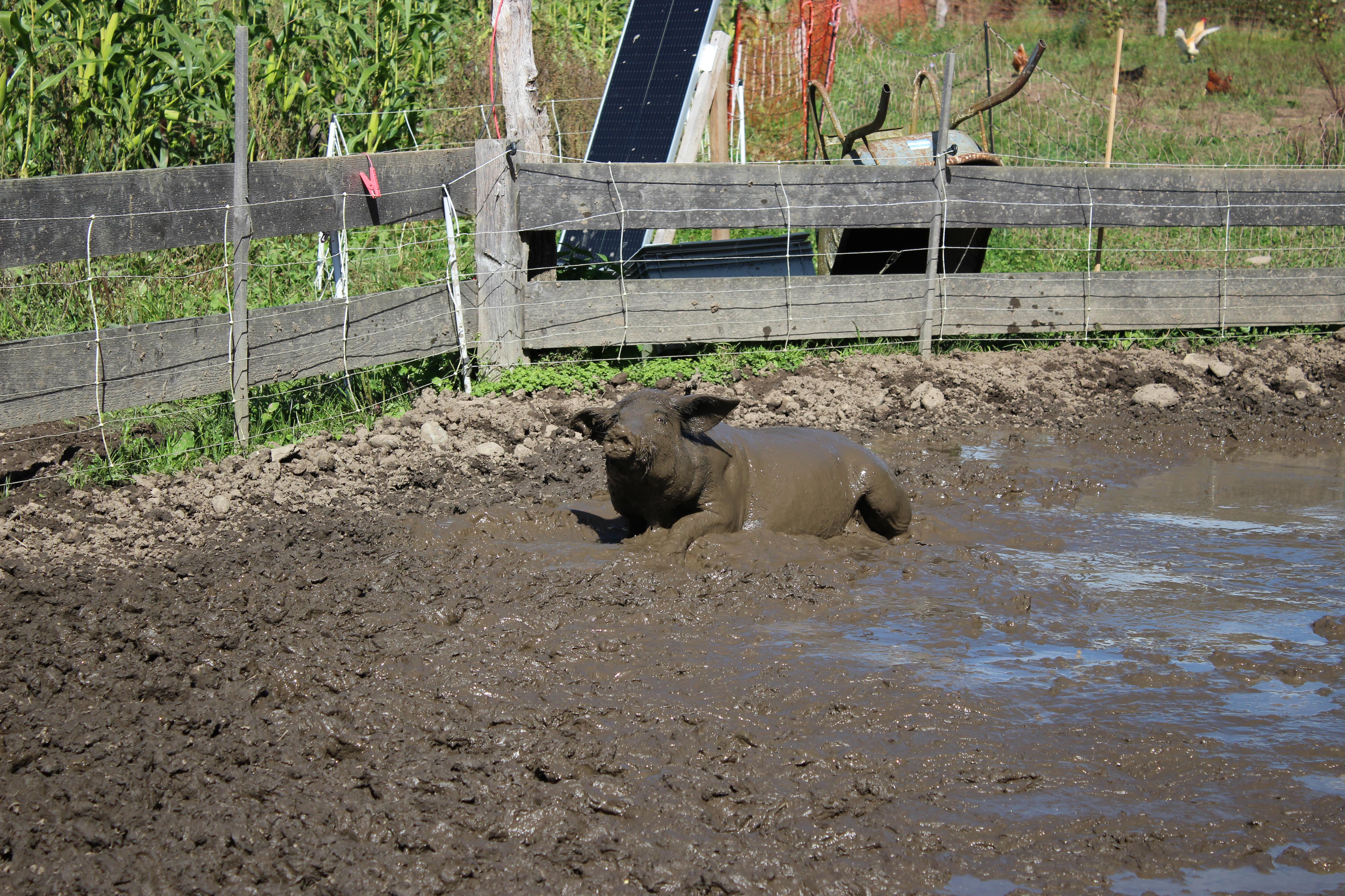 Ibérico Schwein wühlt im Schlamm