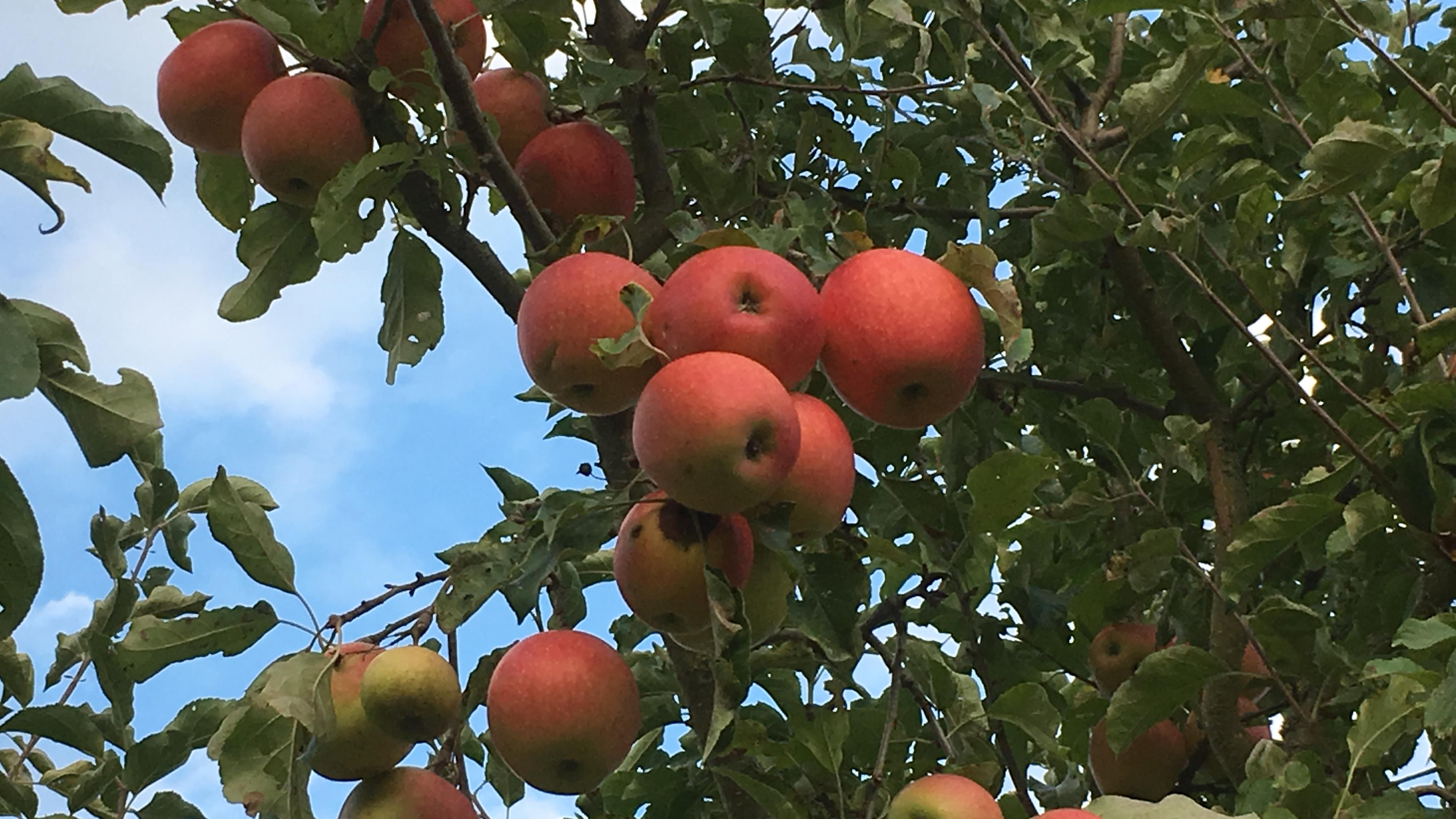 Hofgut Langenborn Landwirtschaft