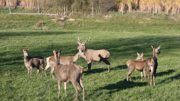 Rotwild vom Waldschrat