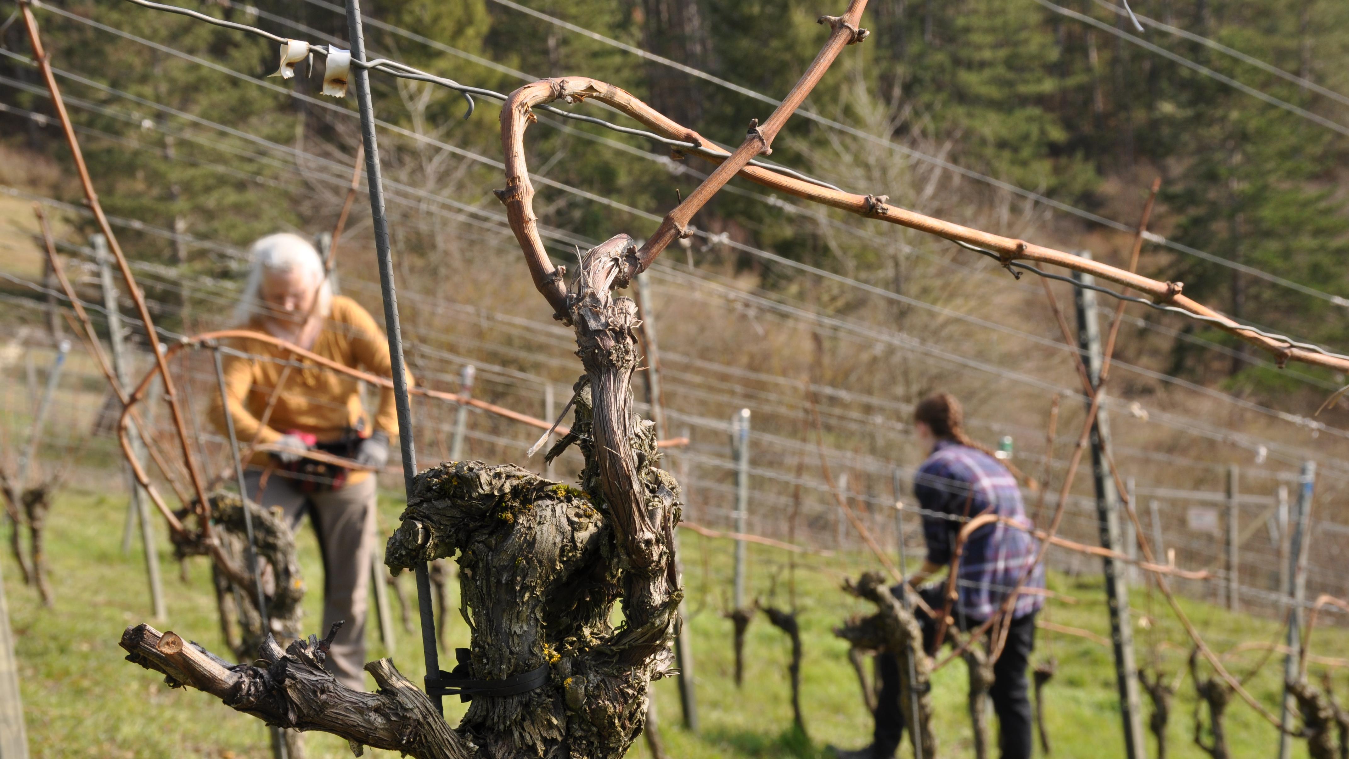 Weinbau Öchsner