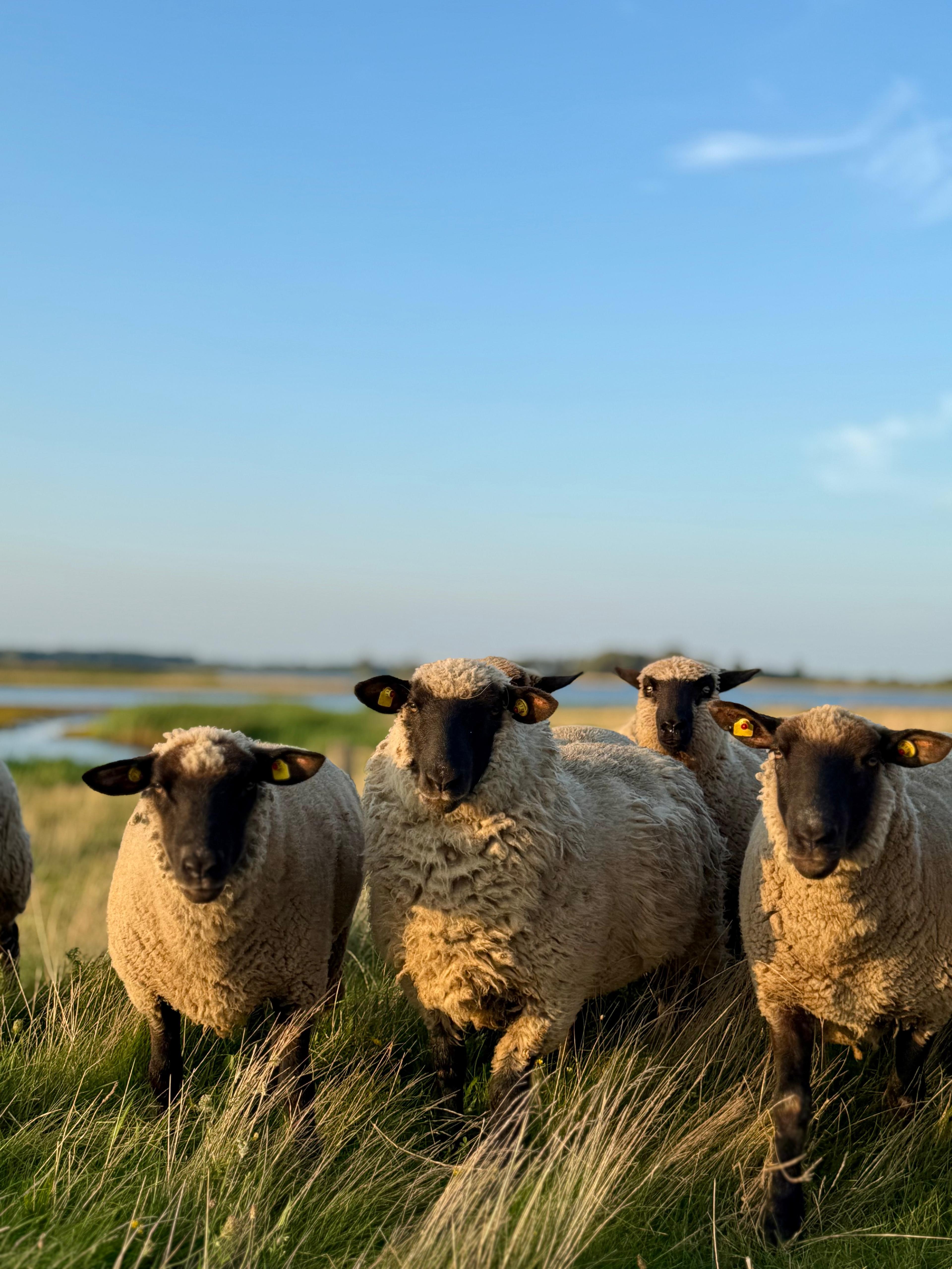 Rügener Landhandel - Rügener Getreide- und Dienstleistungs GmbH